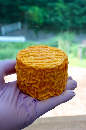 ウォッシュチーズ：KASUGA Large（カスガ L）
