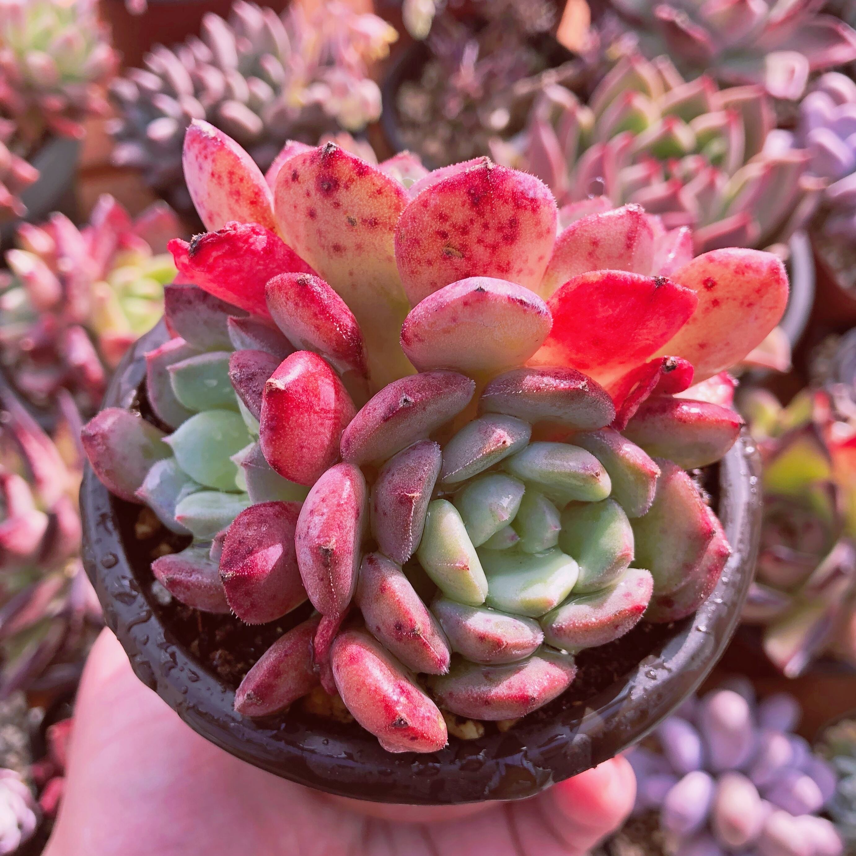 多肉植物　光姫　2～3頭　群生