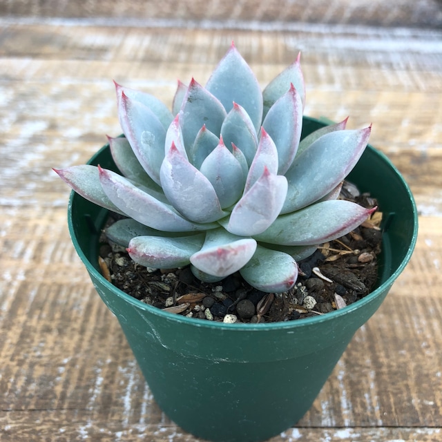 女美月 Echeveria 'Yeomiwol'