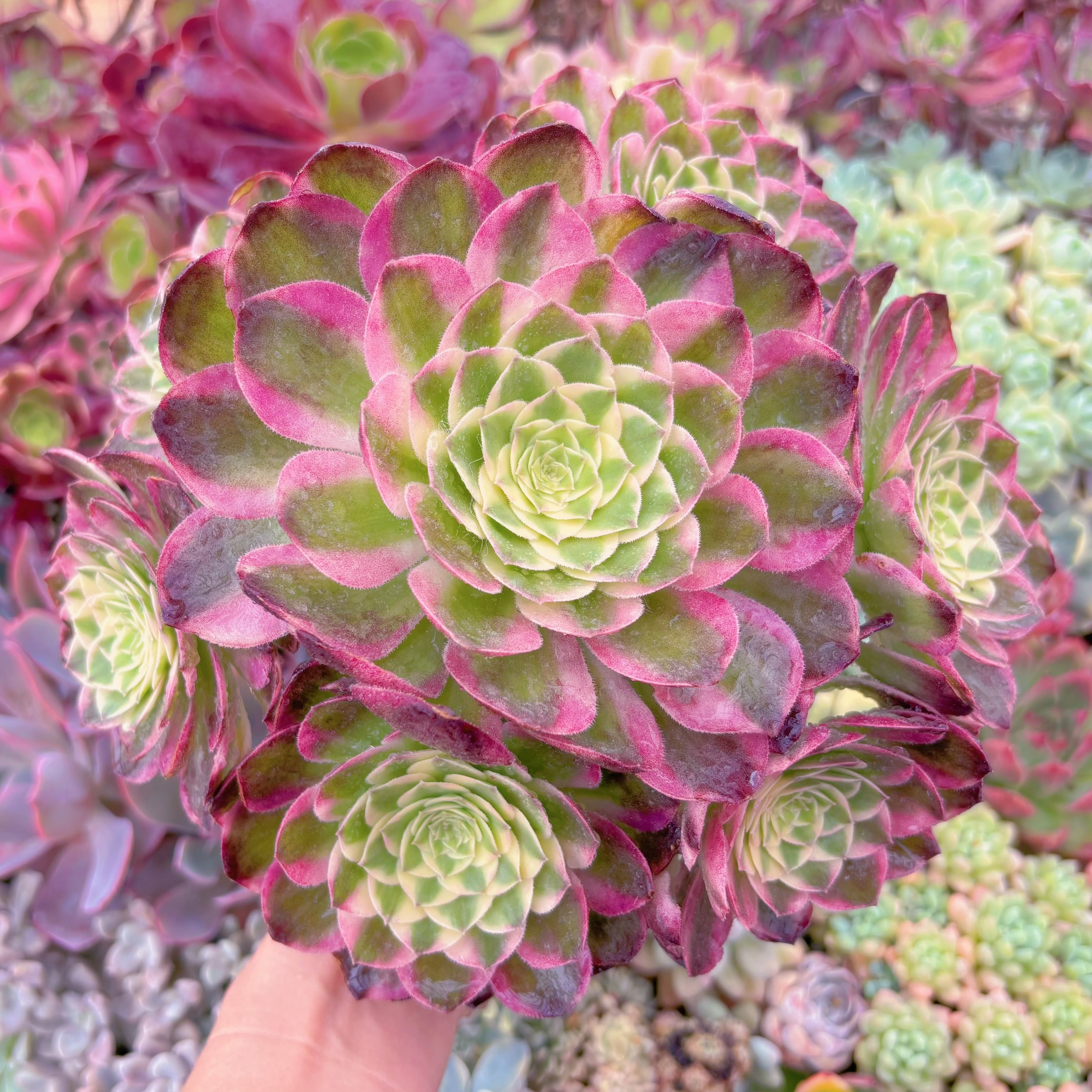 現品　海王#551　特特大群生　るる農園