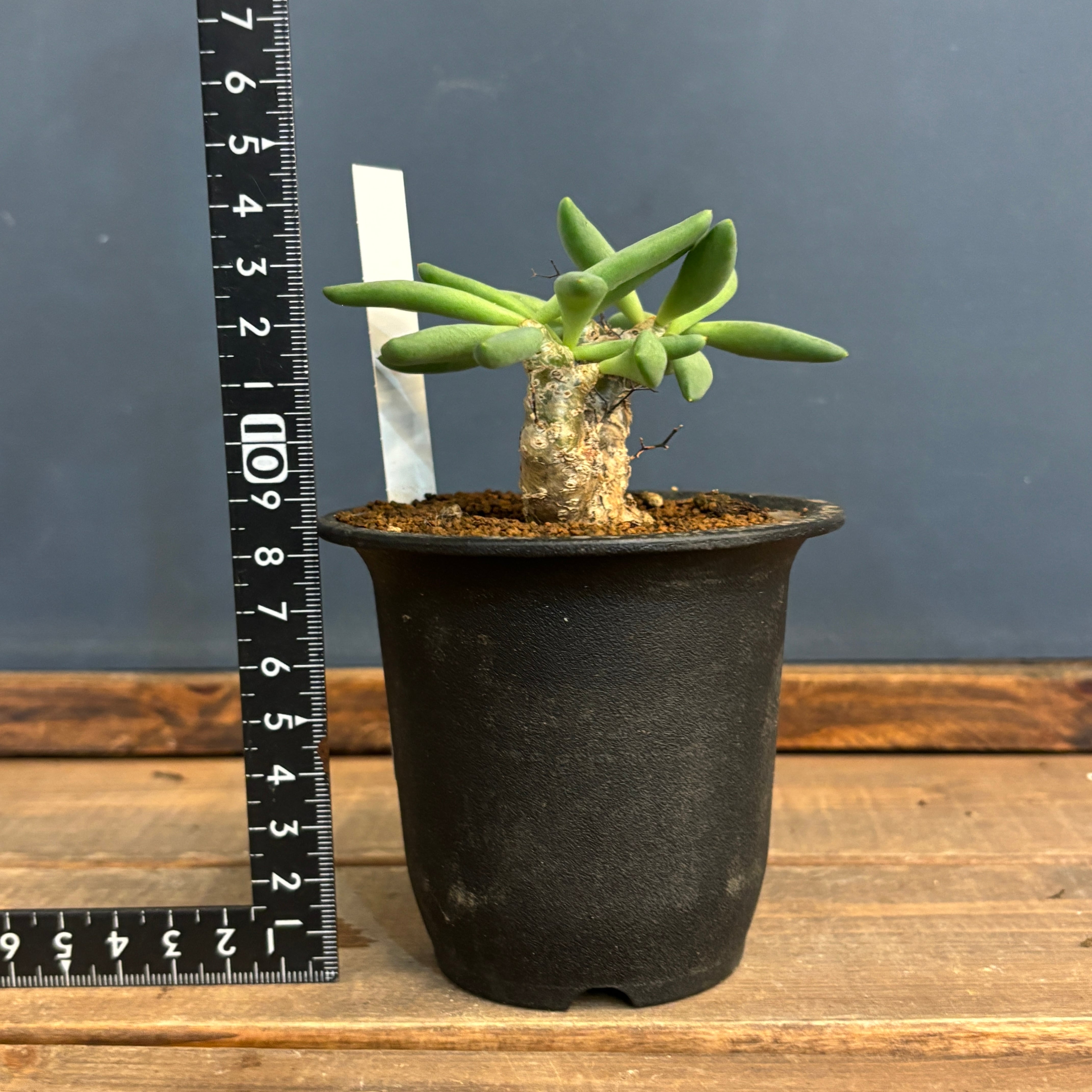 チレコドン レティキュラータス 万物想【637】 | PROTOLEAF プロトリーフ