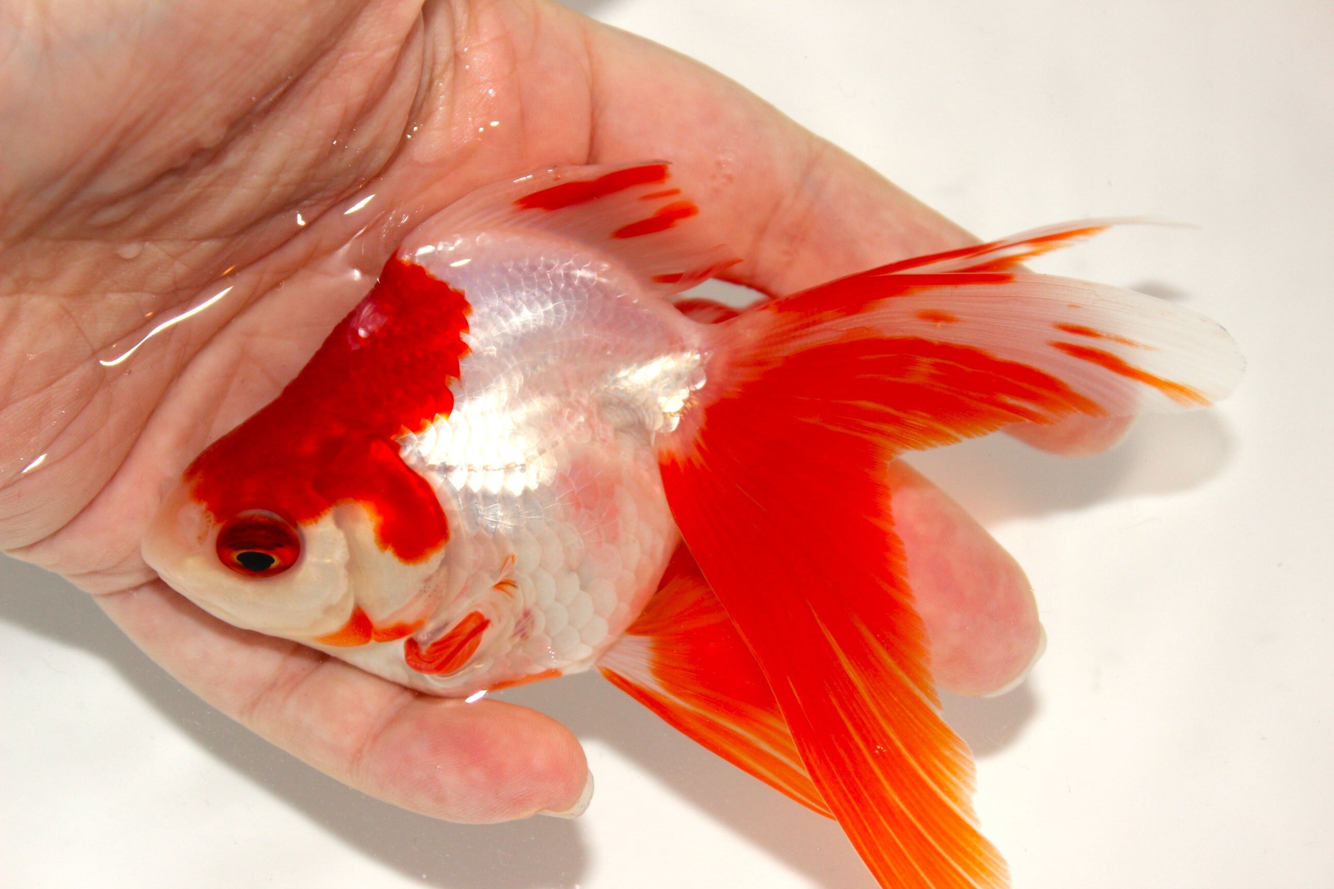 更紗様　琉球*海花のたね 江戸本更紗 老舗 更峰 謹製 唐花更紗文様 本手染 八寸 名古屋帯 正絹