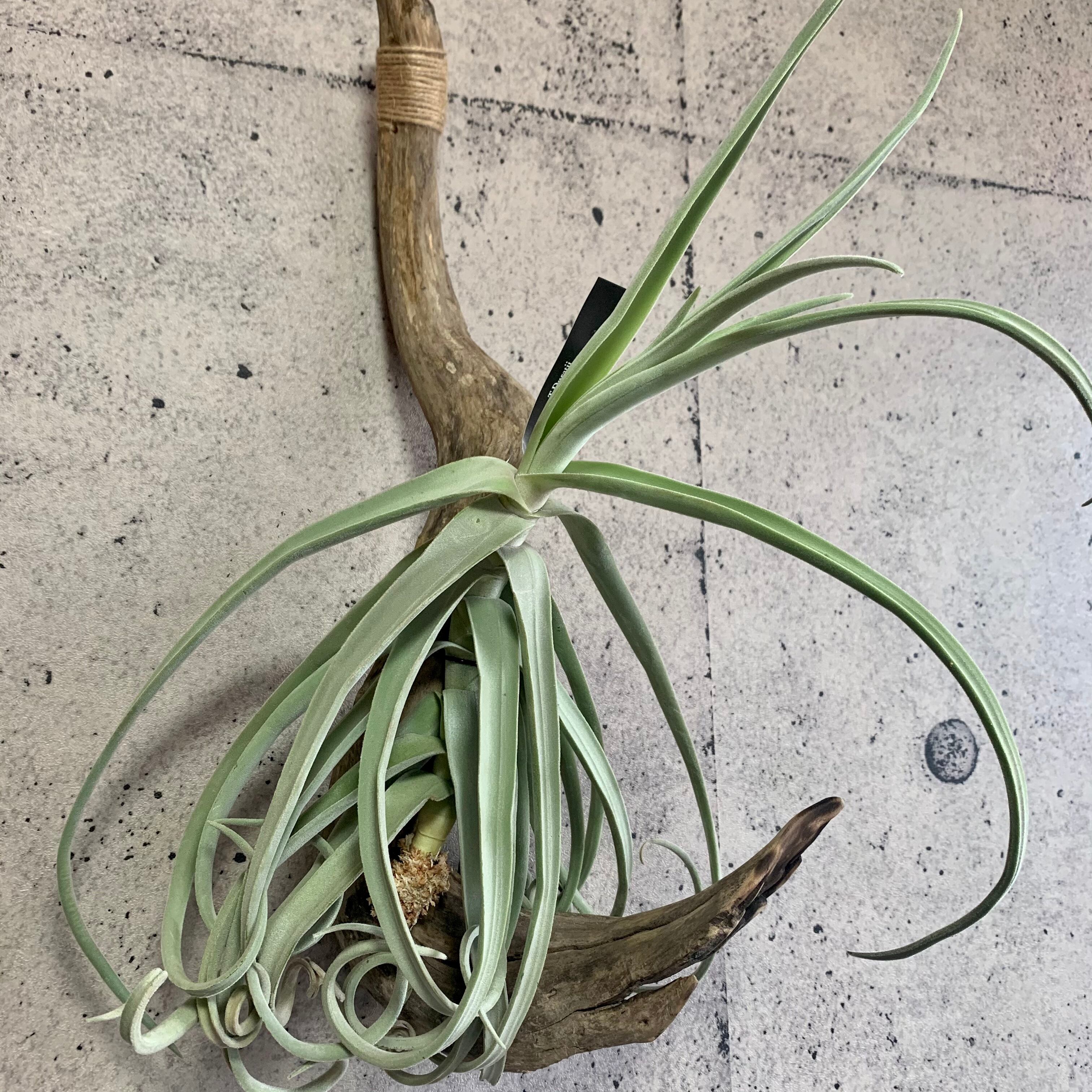 チランジア ドゥラティー 流木付け Planet Plants プラネットプランツ