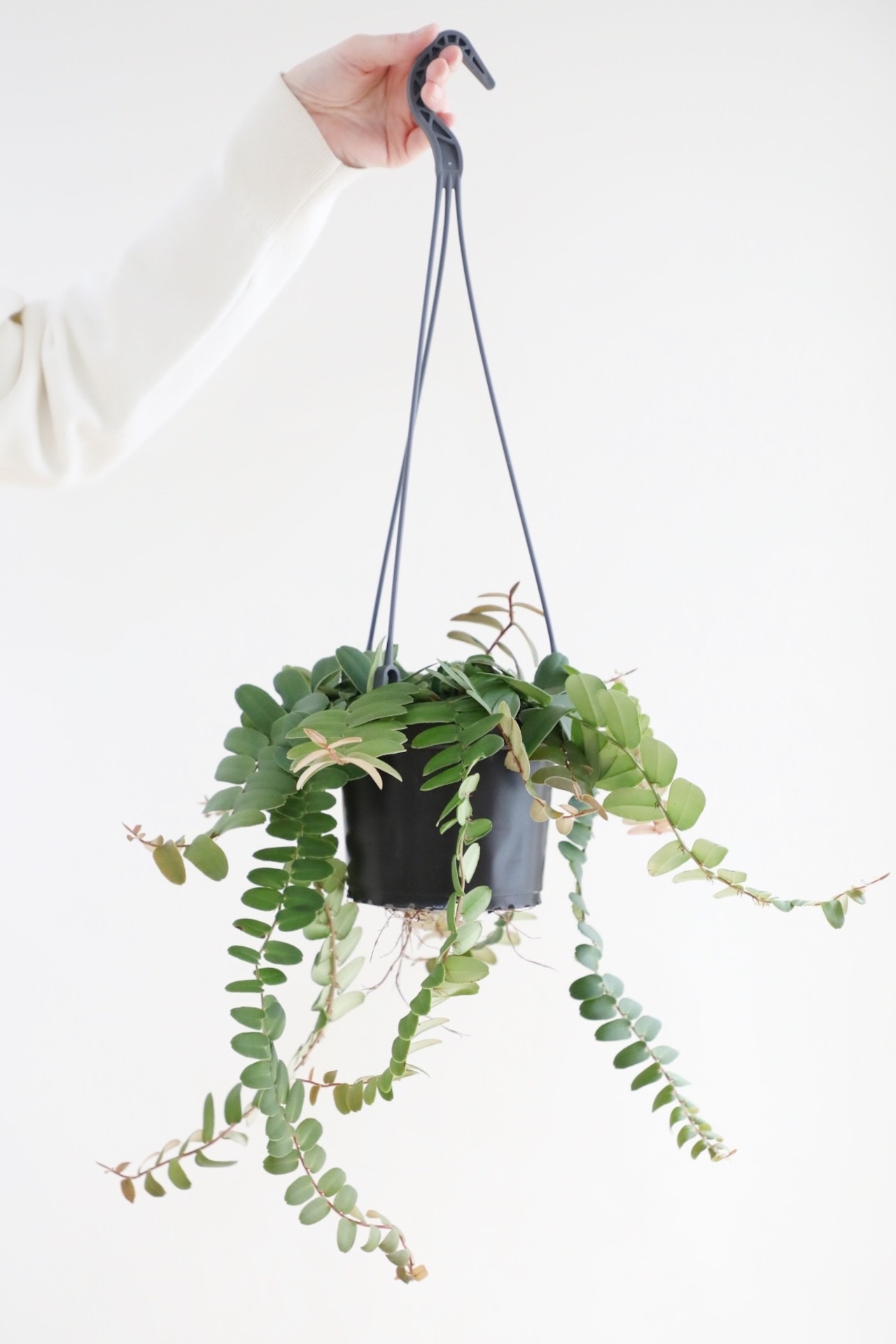 【M】マルクグラフィア ウンベラータ/Marcgravia umbellata