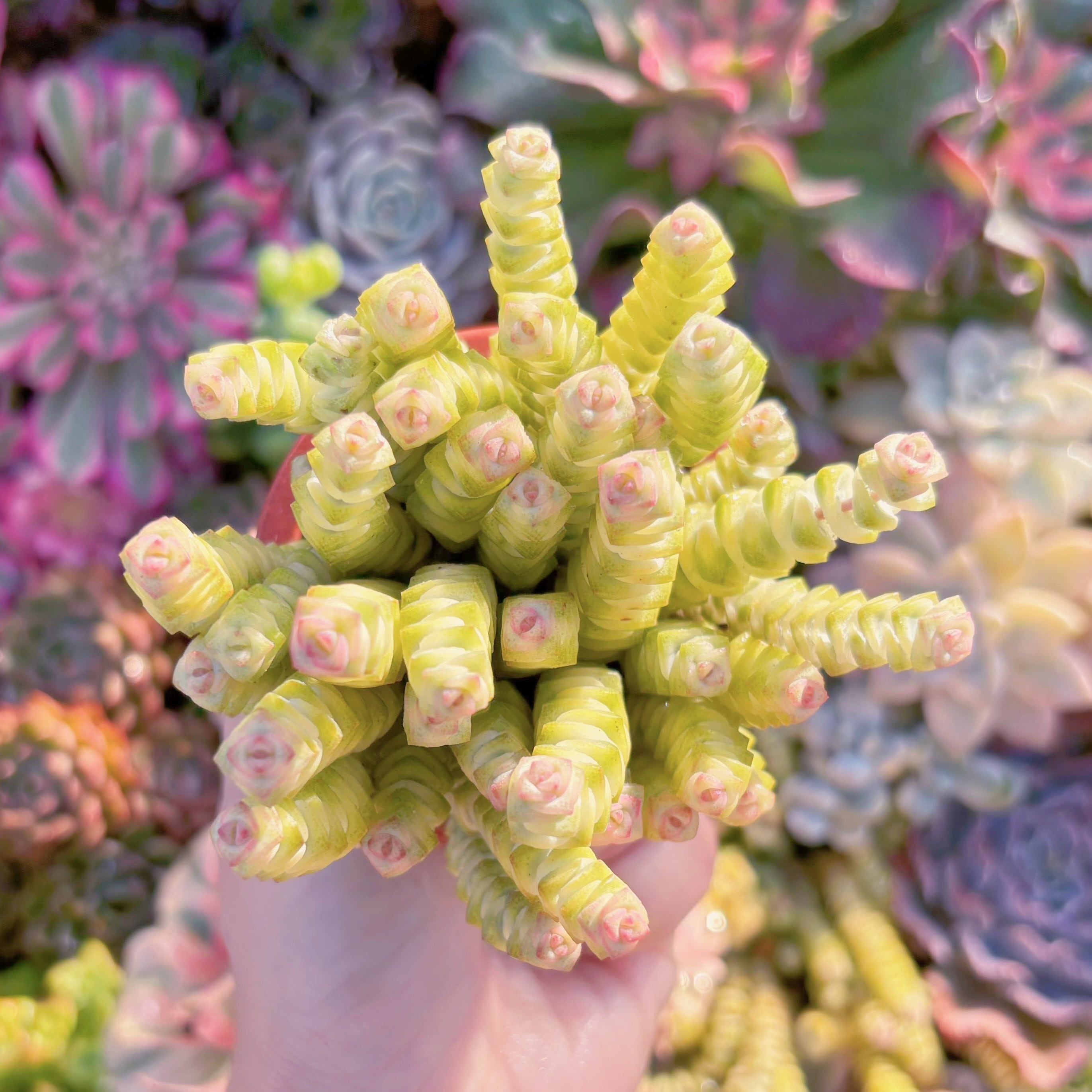 多肉植物　ファンタジー錦　新入荷　るる農園