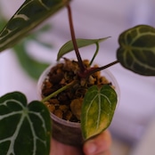 Anthurium chocolate × Anthurium Red crystallinum NSE|アンスリウム ココレート × レッドクリスタリナム②|観葉植物