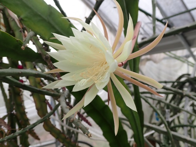 Epiphyllum oxypetalum　鉢直径１１．５ｃｍ　あんどん仕立て