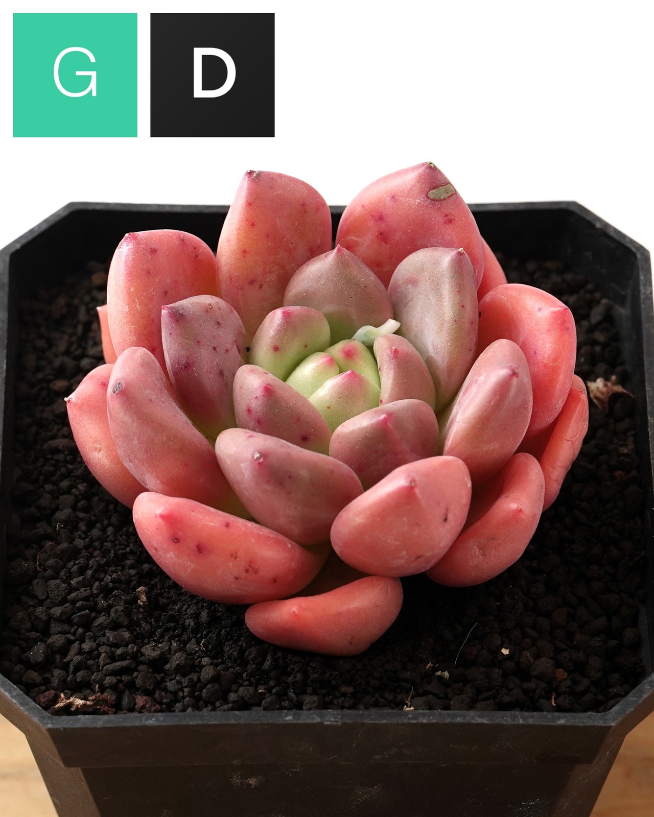 カット苗 ゴールデンイエロー L Echeveria 'Golden Yellow'