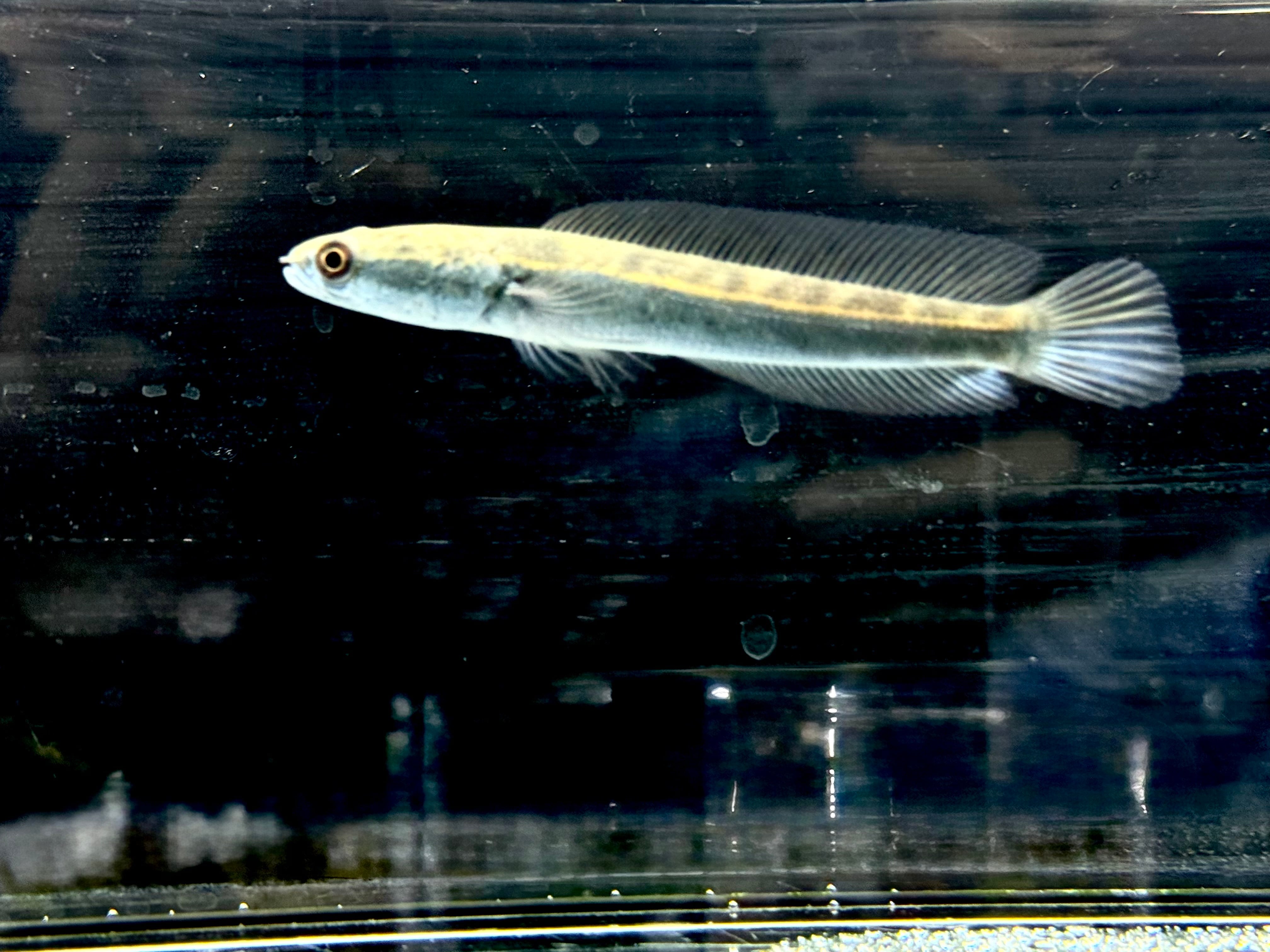 イエローマルリオイデス 7〜8cm± | AQUASTYLEG イエローマルリオイデス 7〜8cm± | AQUASTYLEG