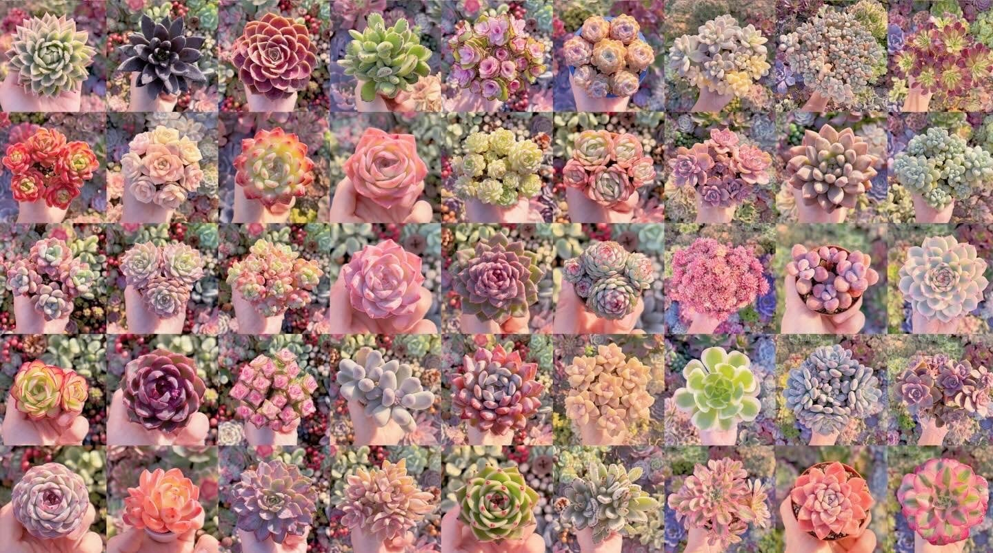 ❣️るる農園2026福袋❣️ | るる農園~多肉植物専門