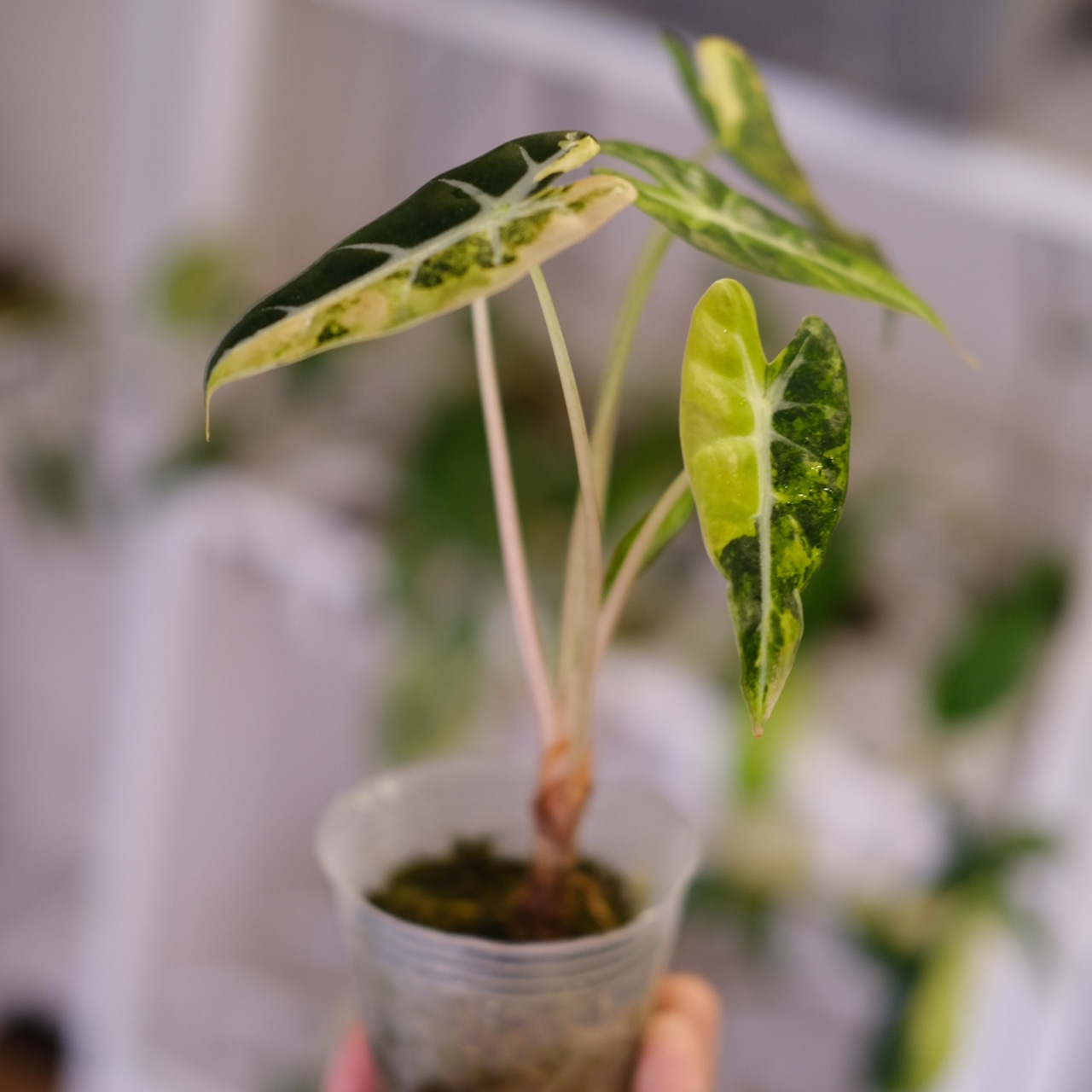 アロカシア バンビーノ イエロー / Alocasia bambino variegated 'Yellow'⑮ / 観葉植物