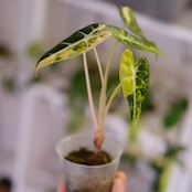 アロカシア バンビーノ イエロー / Alocasia bambino variegated 'Yellow'⑮ / 観葉植物