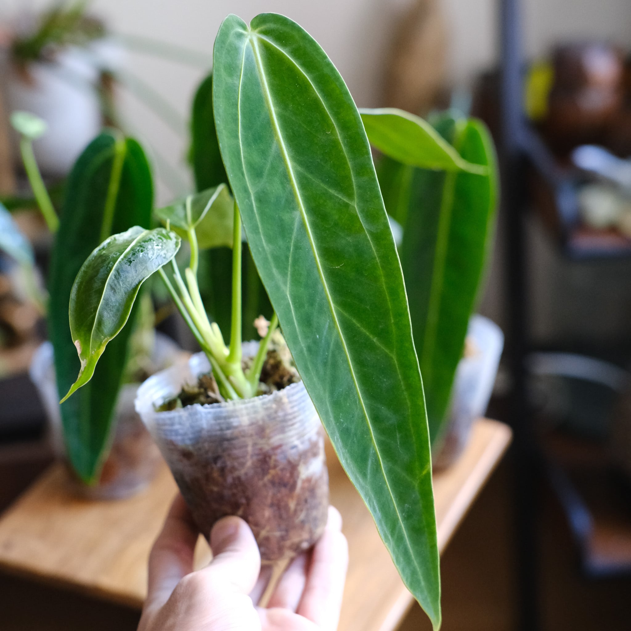 アンスリウム・ワロクアーナムAnthurium warocqueanum SELECT STOCK> Anthurium Warocqueanum｜アンスリウム・ワロクアーナム