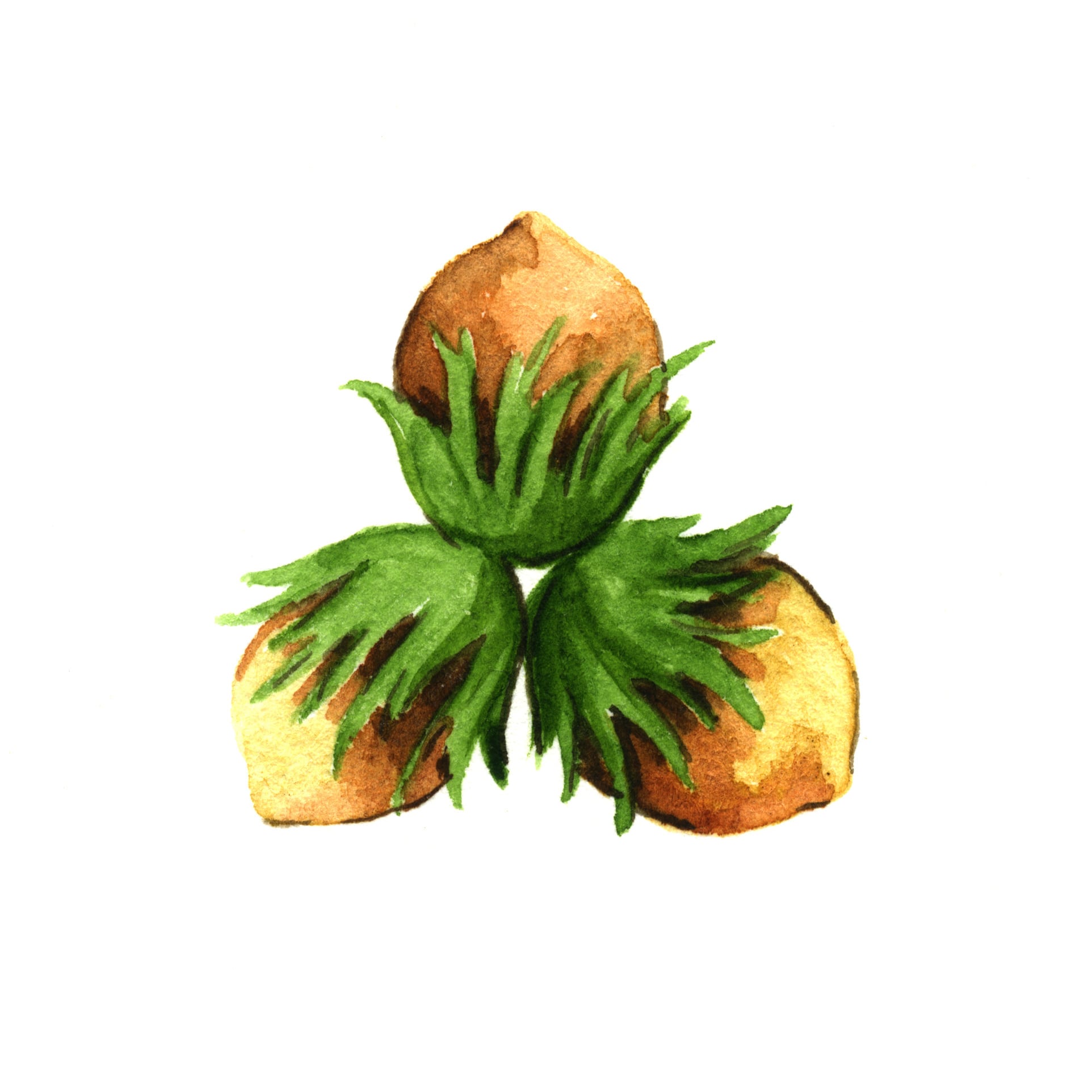 オルサドリンクス ヘーゼルナッツ・シロップ | チャオネット｜イタリア