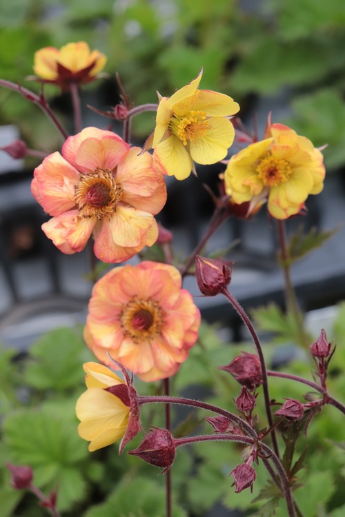 ゲウム `テキーラ サンライズ' （ダイコンソウ）９ｃｍポット【山野草】の画像