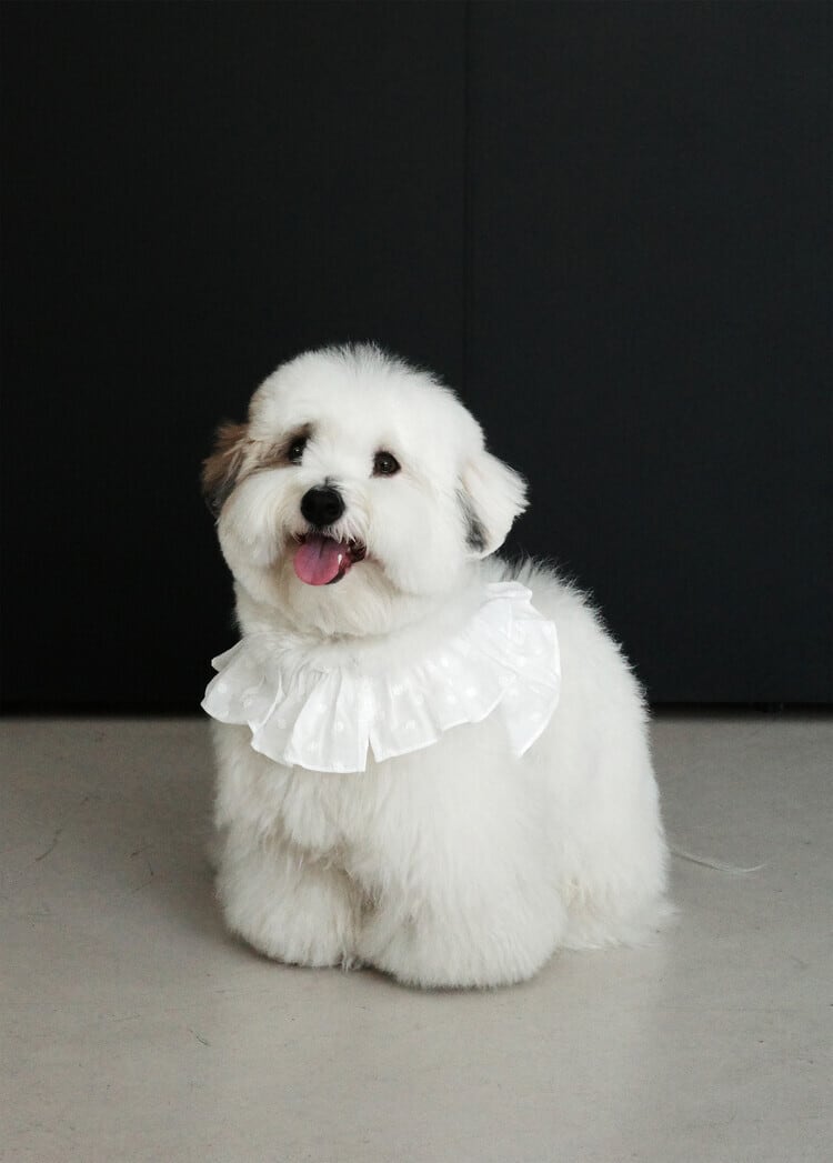 〈予約アイテム〉OHDIBS / capeness no.18 White