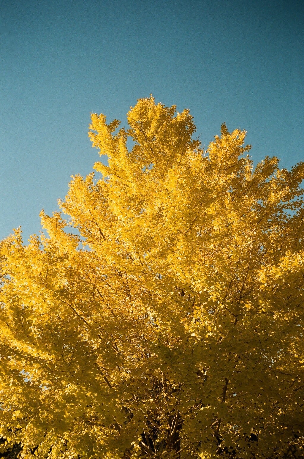 作例あり】OLYMPUS TRIP35 / D.Zuiko 40mm F2.8 ネガフィルム付