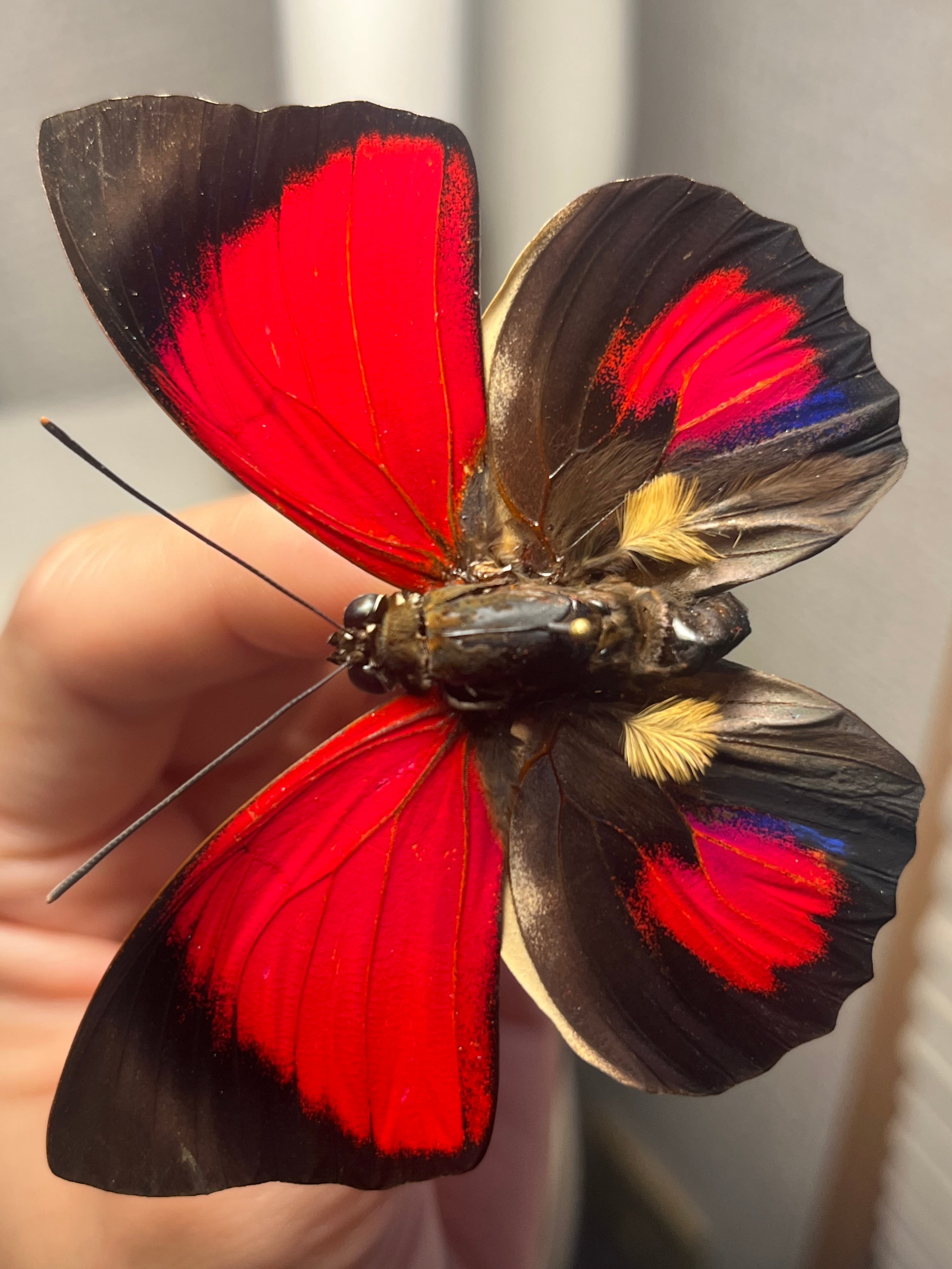 アグリアスクラウディナクロエサス♂ ミイロタテハ 蝶標本 甲虫 昆虫