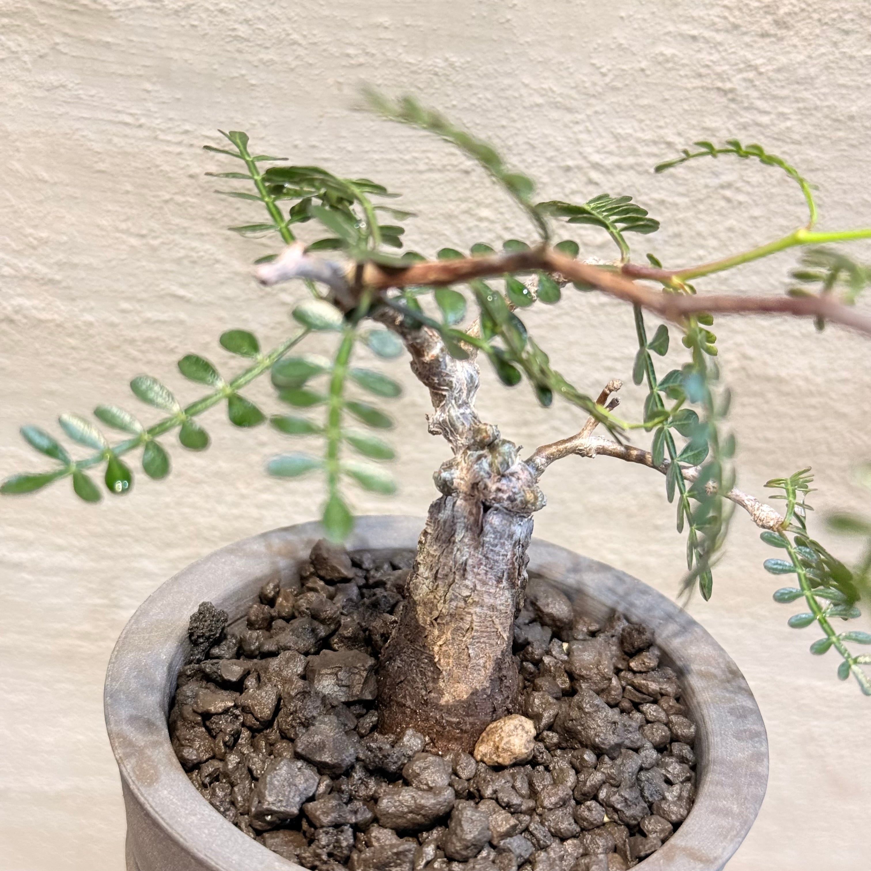 パキプス　根差し　深鉢　塊根植物　ビザールプランツ　オペルクリカリア 植物×鉢】オペルクリカリア パキプス 根差し × PEP 0131 美原良 | A-PLANTS