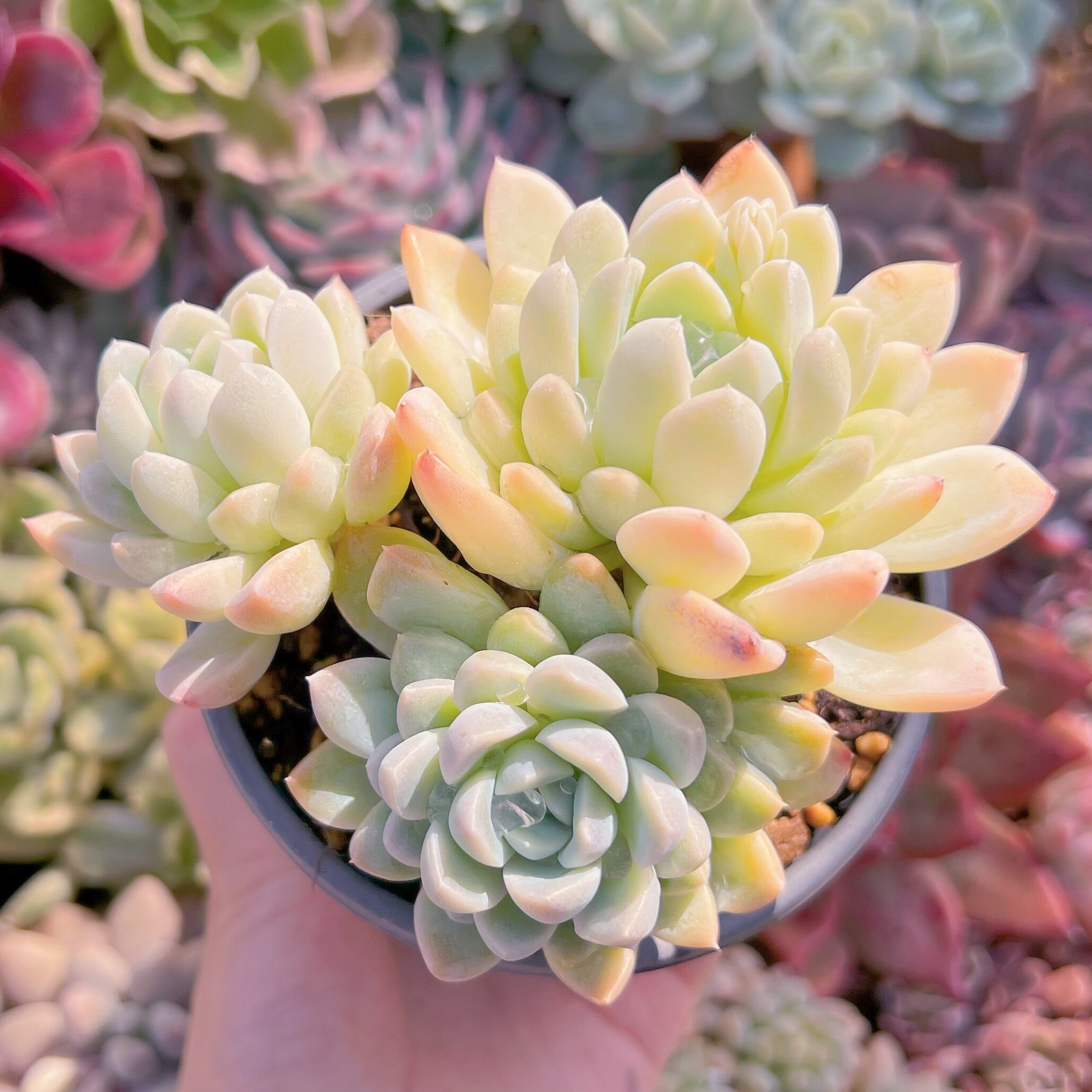 現品　クリーム美人#1116　古株　るる農園