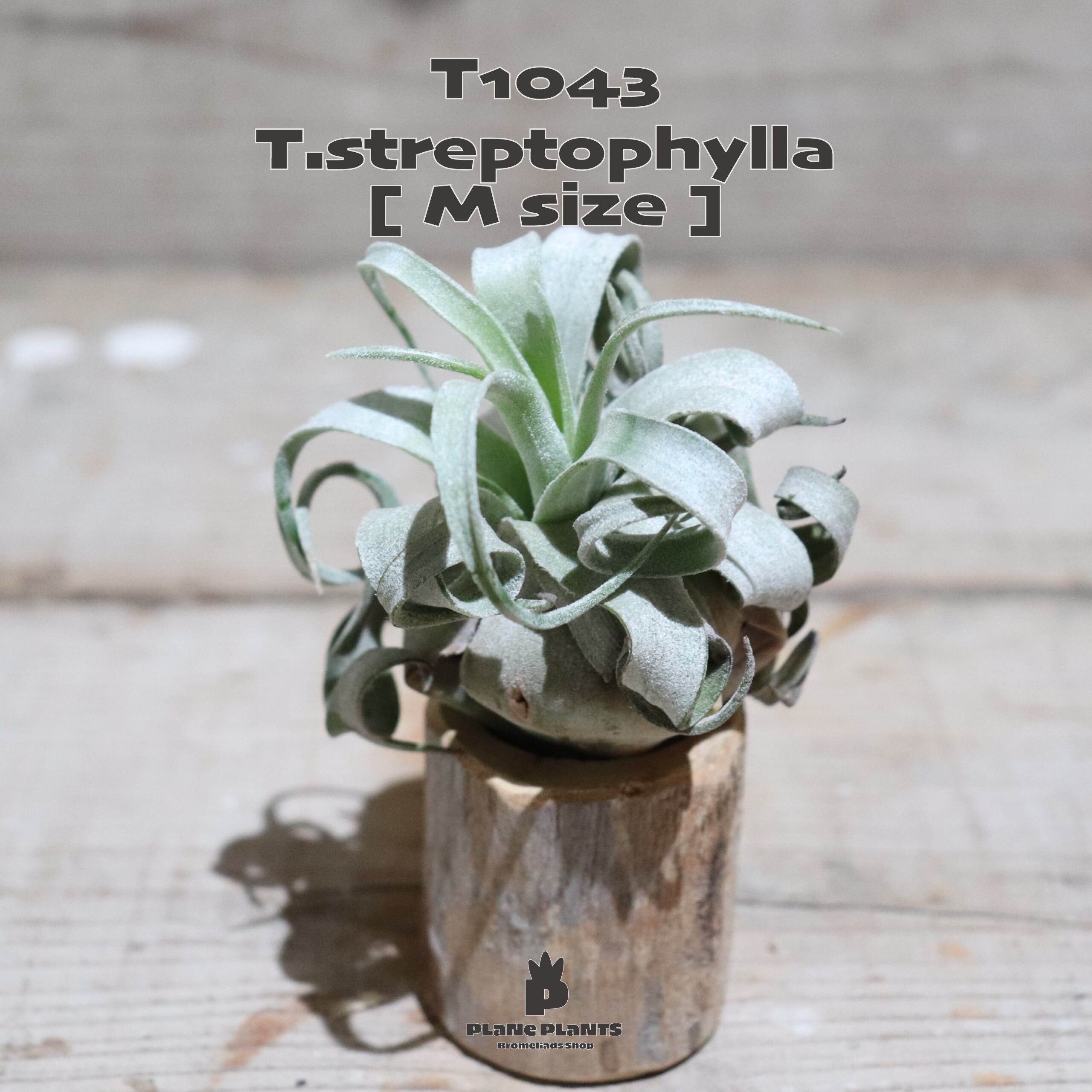【送料無料】ストレプトフィラ M〔エアプランツ〕現品発送T1043