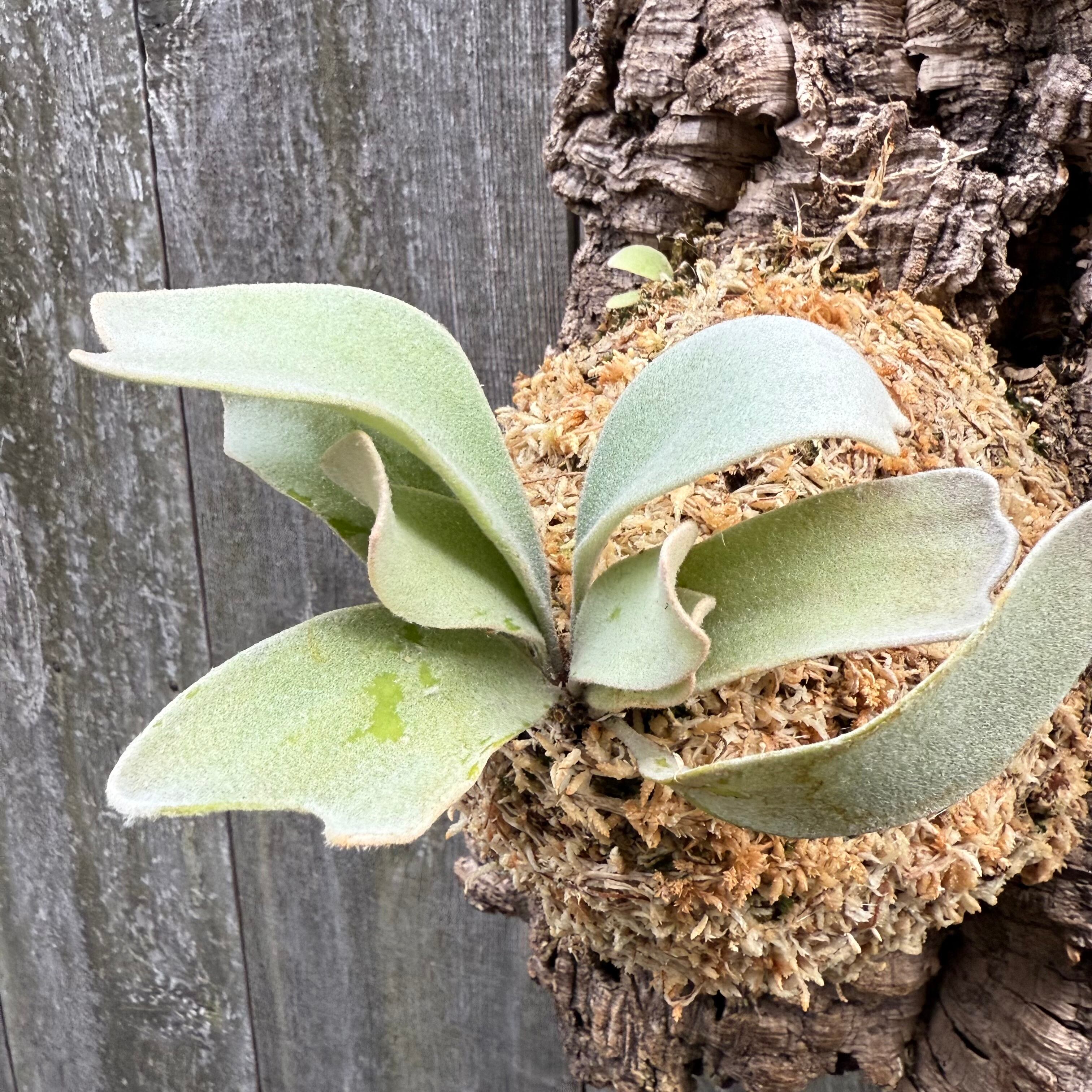 P. Lemoinei no shield (pup) | naturefix