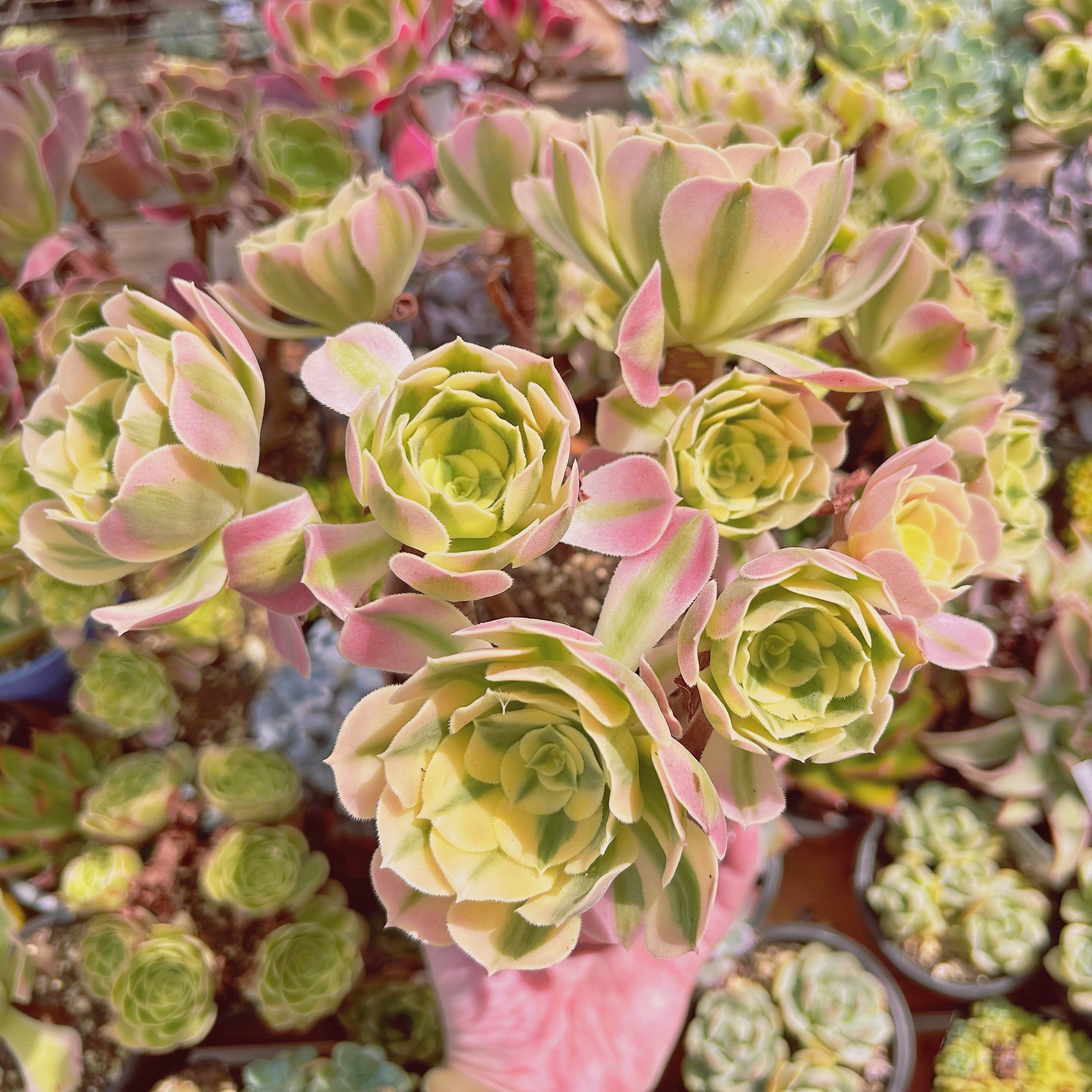 現物　多肉植物　Aeonium   白鳳錦　特特大　抜き苗