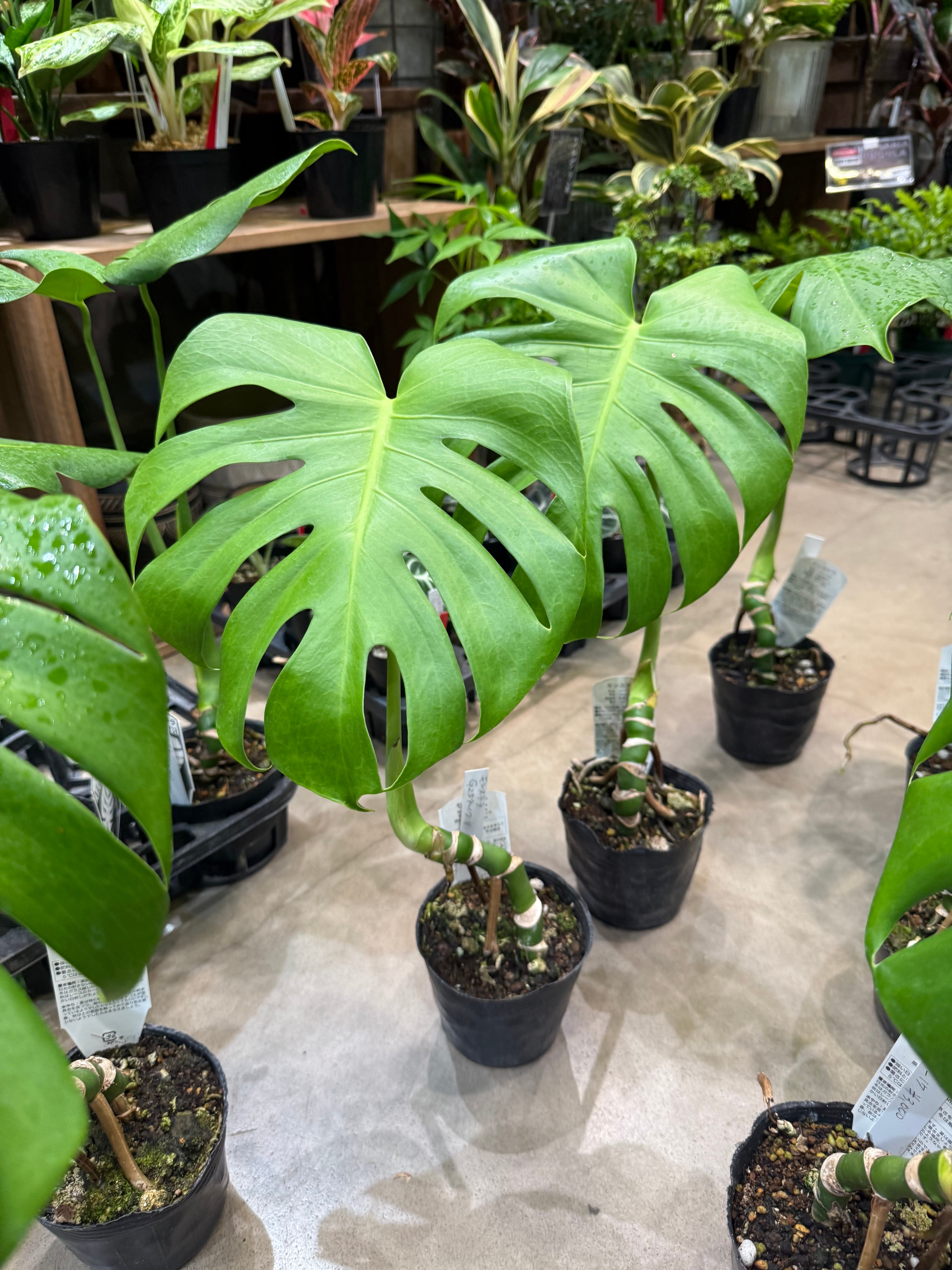 モンステラ スケルトン 6号鉢 | MIDORIYA 観葉植物専門店