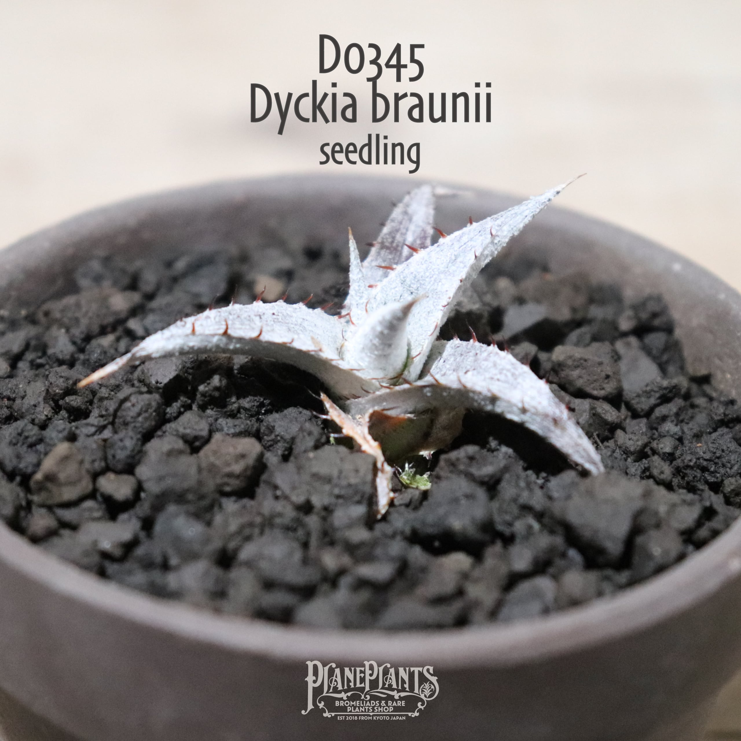 【送料無料】braunii seedling〔ディッキア〕現品発送D0345 | plane plants powered by BASE