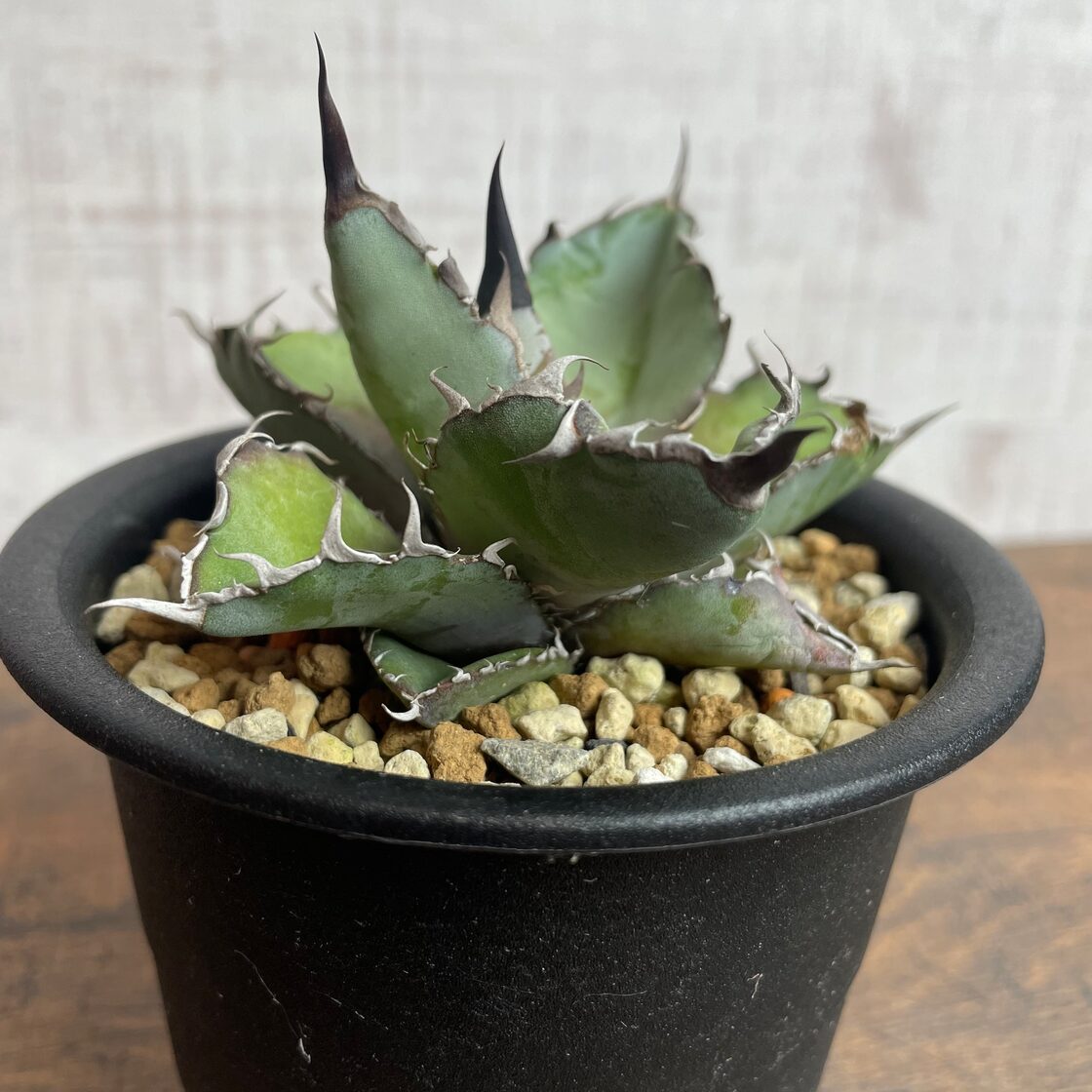 た*か様 アガベ チタノタ 白嵐 （アガベ・チタノタ 狼人（芽）-026  