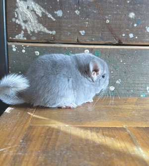 チンチラ・バイオレット男の子（三重県産）