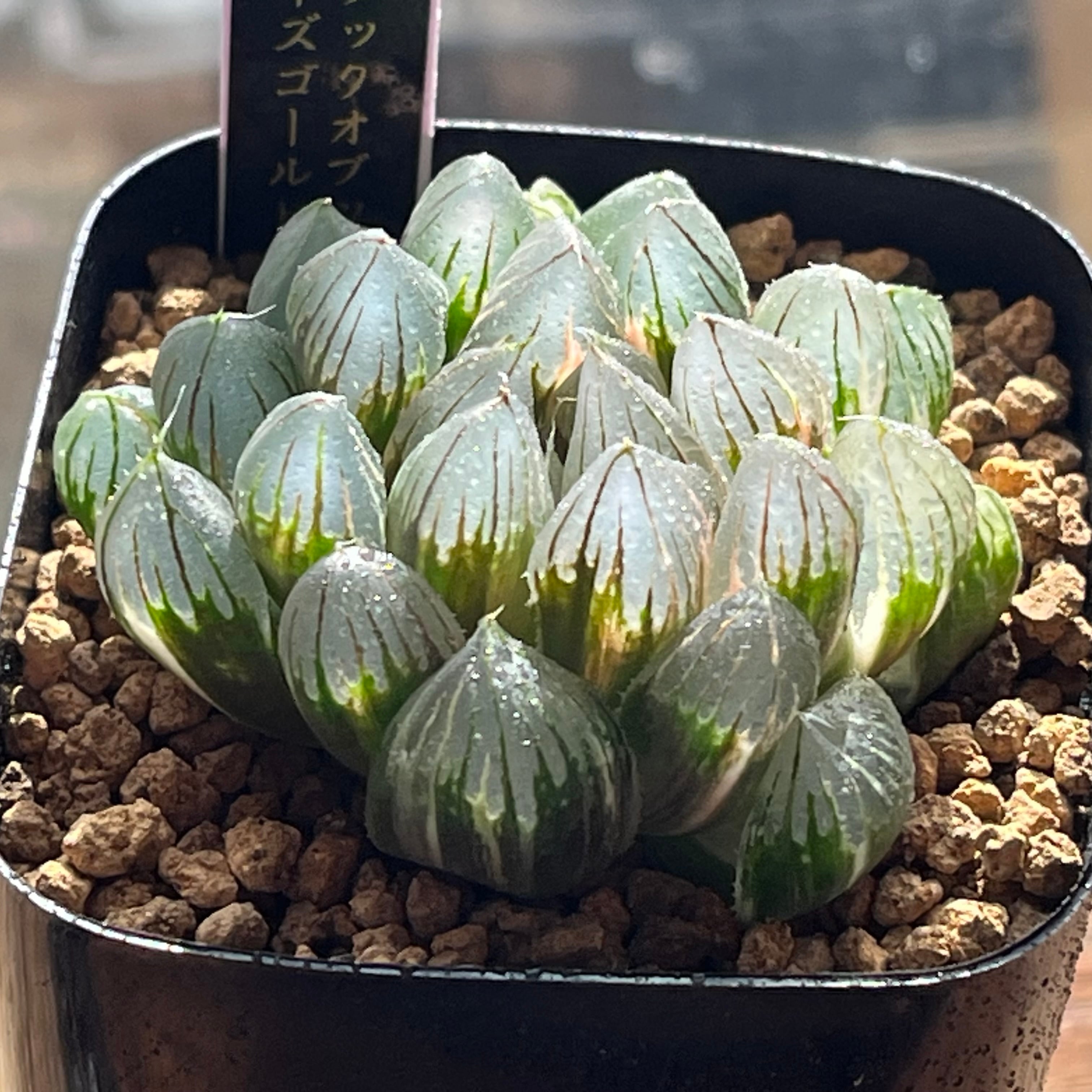 ハオルチア 親指姫錦 | mocono_plants