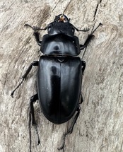 《ギラファノコギリ亜種ケイスケ 111mm ペア》