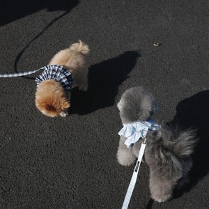 【予約】[ OHDIBS ] CAPENESS leash｜NO.17 _Babyblue check