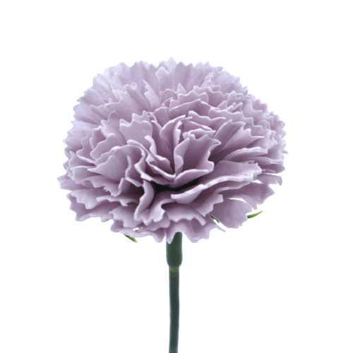 ミニカーネーションMC-DP1 ライトラベンダー (15輪入りor25輪入り)