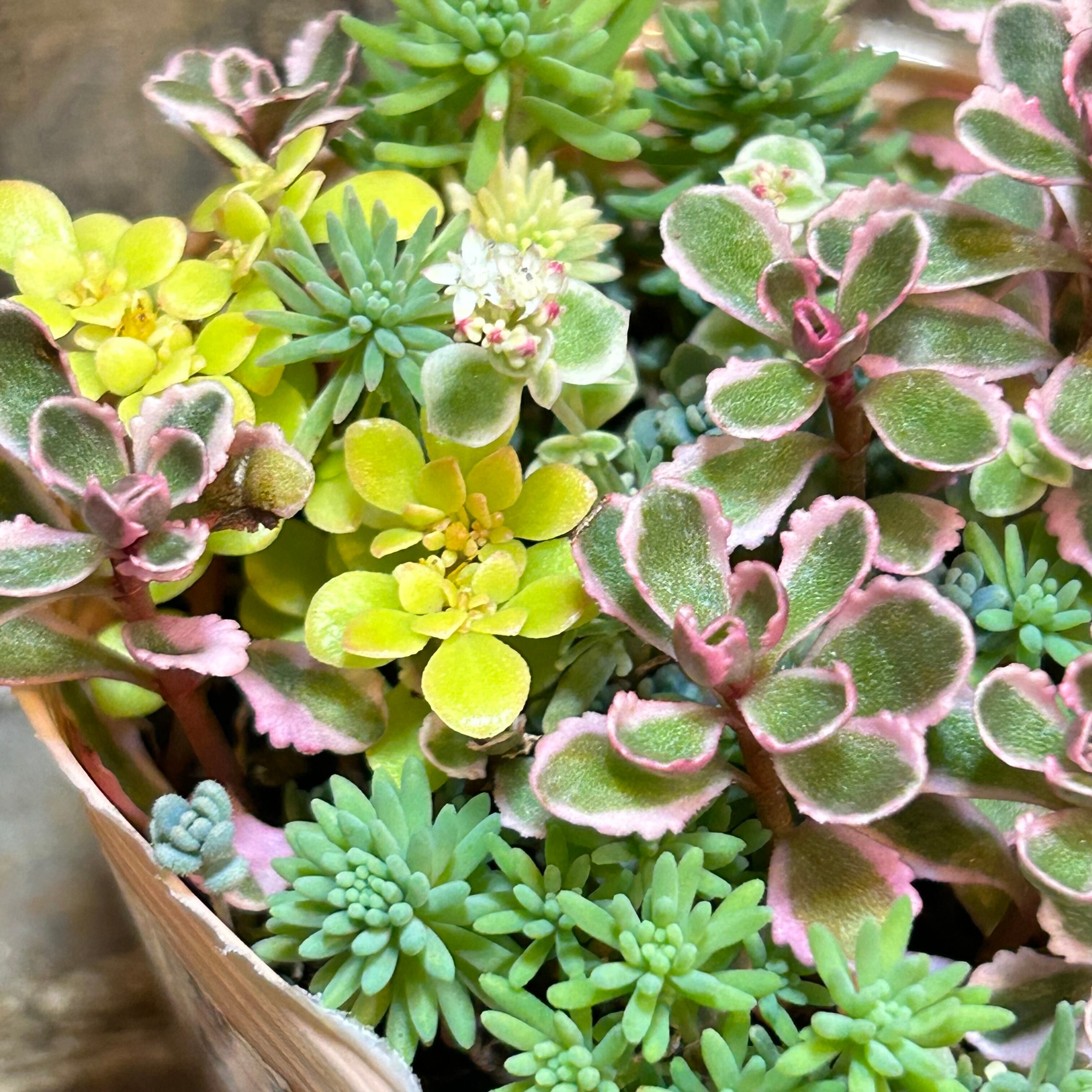 セダム寄せ植え | RuPo 多肉植物専門店