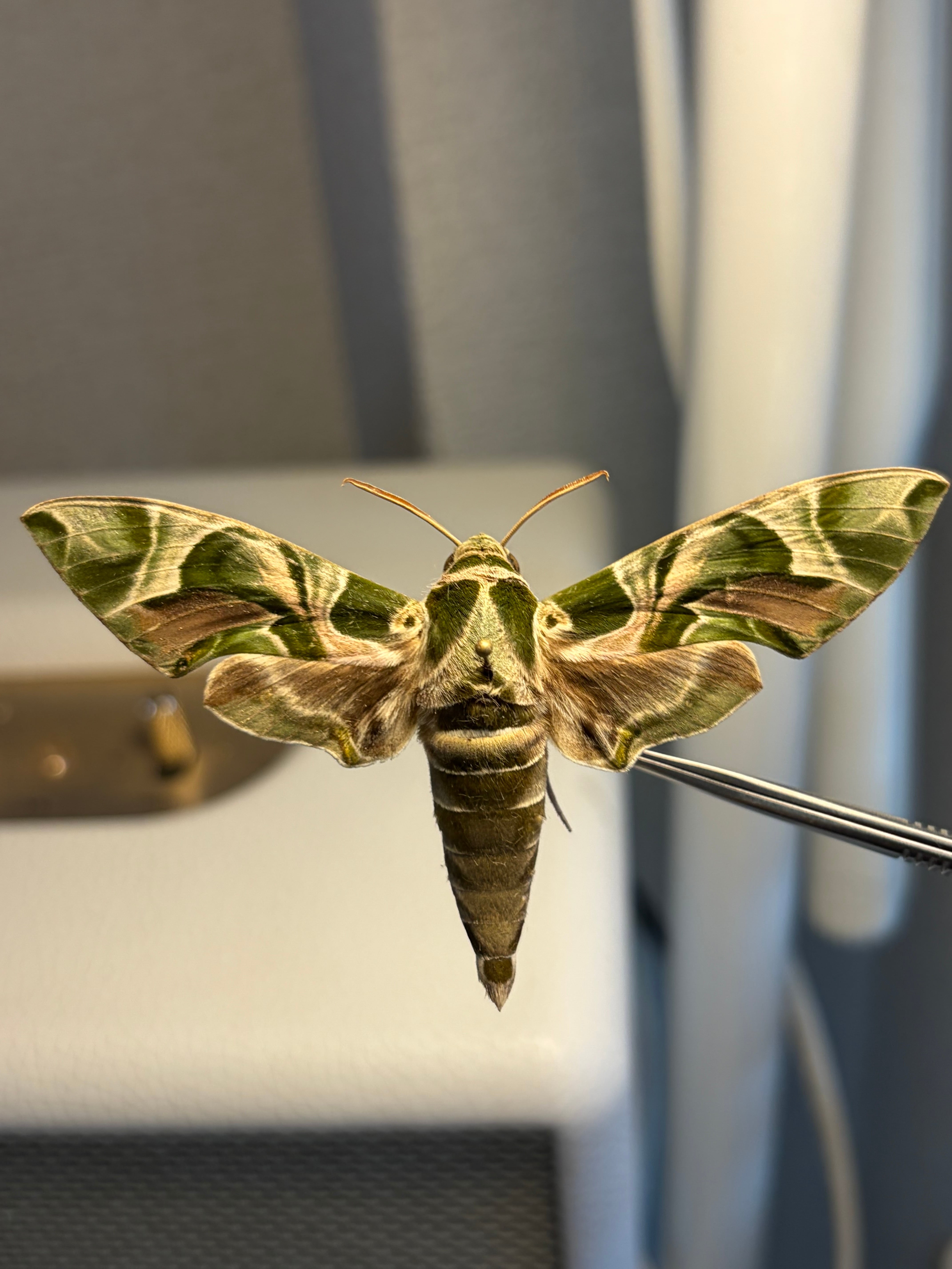 キョウチクトウスズメ 夾竹桃雀蛾 Daphnis nerii 蛾標本 蝶標本 LAST】キョウチクトウスズメ 夾竹桃雀蛾 Daphnis nerii 蛾標本 蝶標本