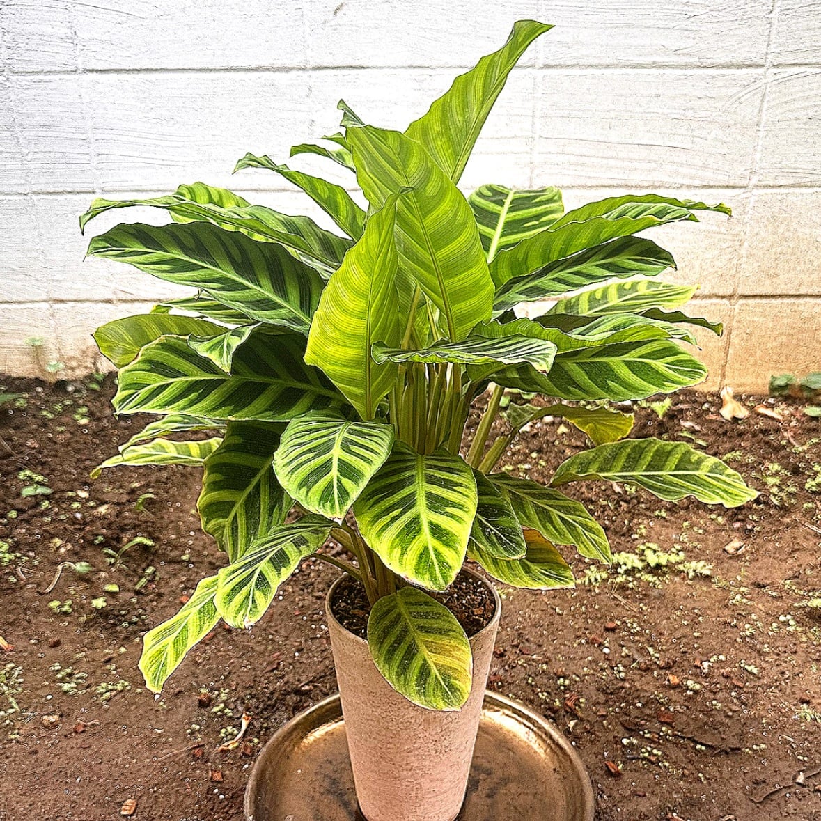 6L 〚植物と一緒に育てる土 