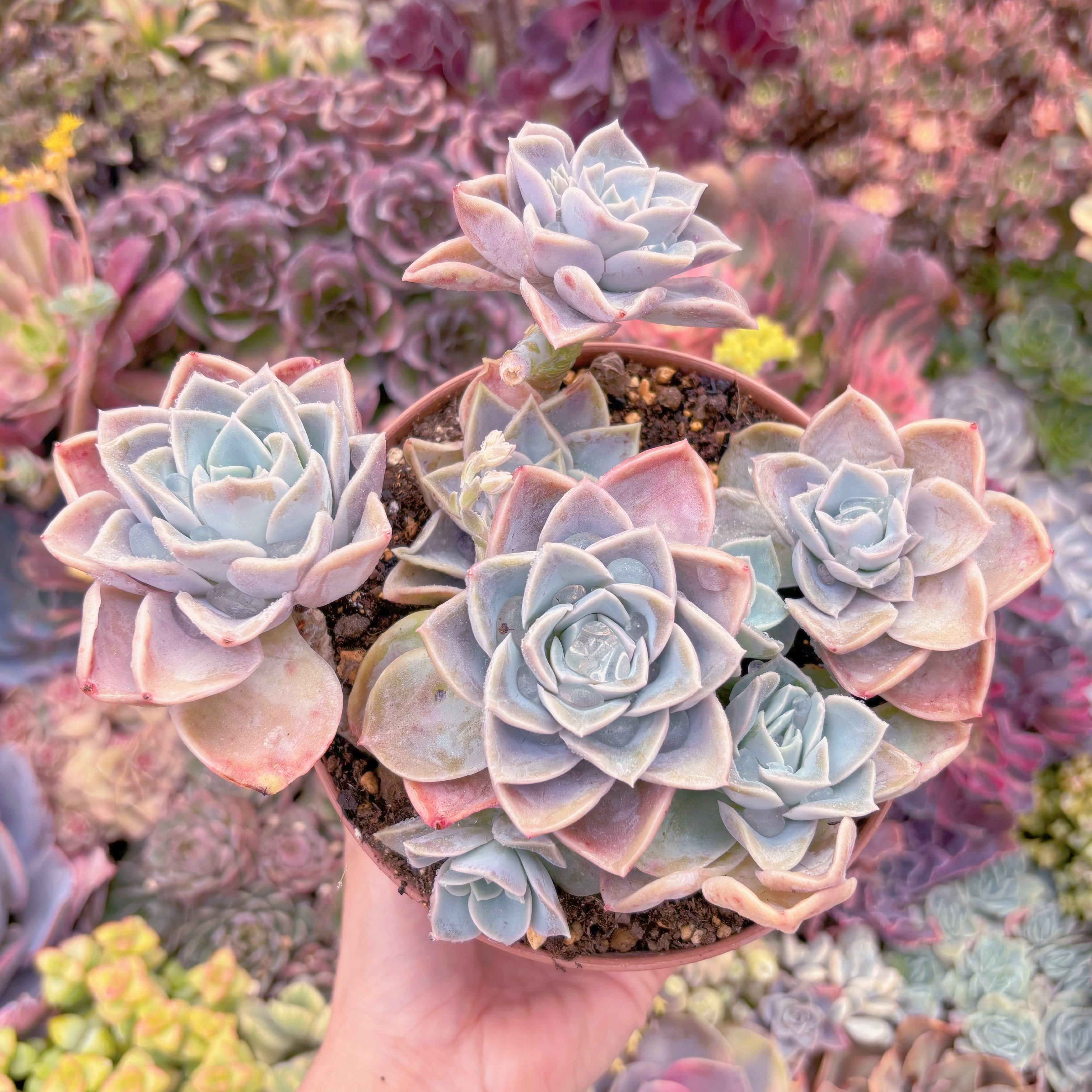 現品　ラブリーローズx白牡丹#C44　新入荷　るる農園