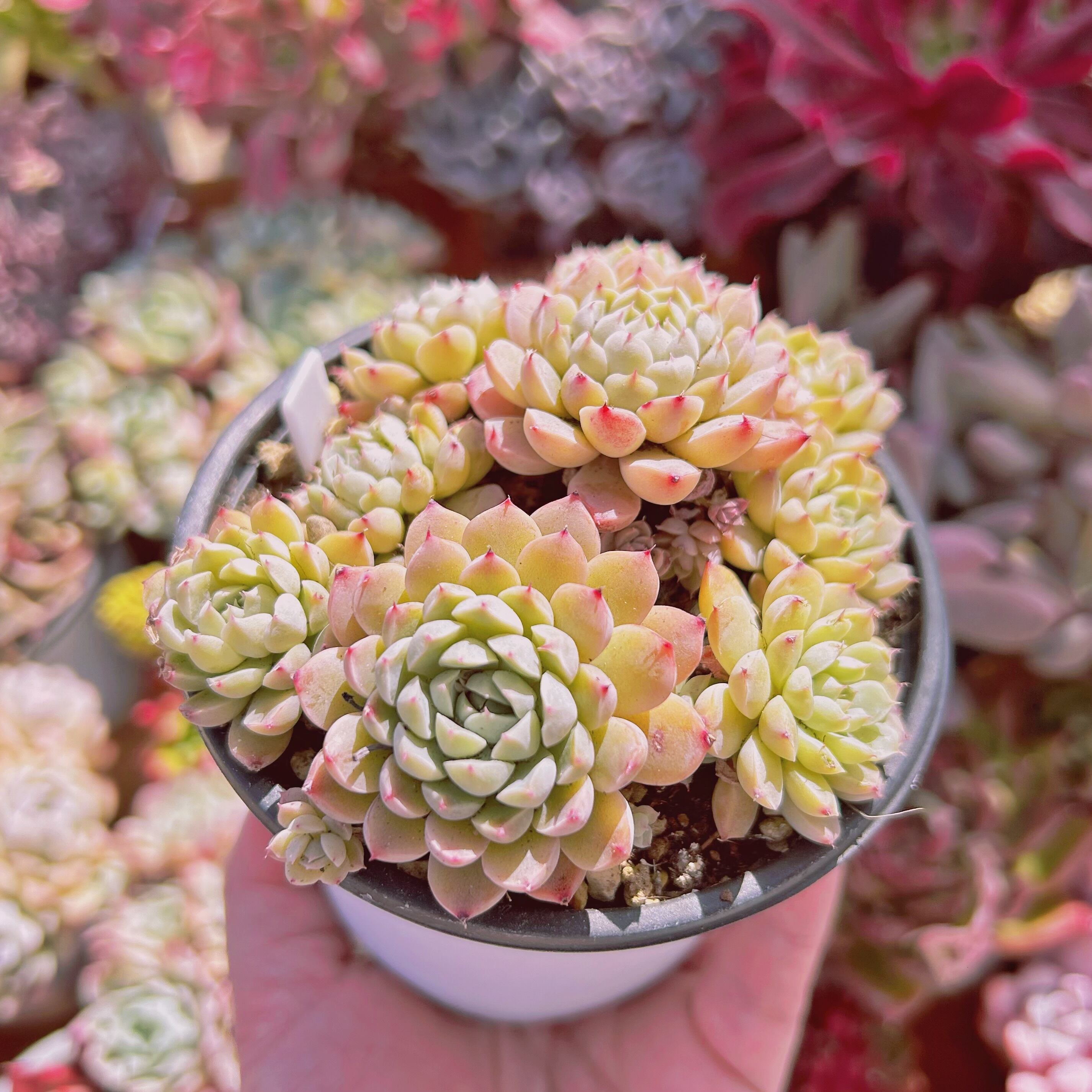 919現物 多肉植物 メキシコミニマ 抜き苗 | るる農園~多肉植物専門