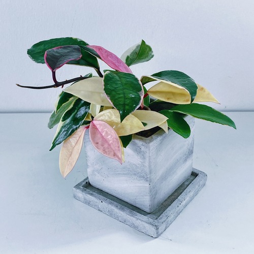 ホヤ・カルノーサ・リップカラー  Hoya carnosa ripcolor