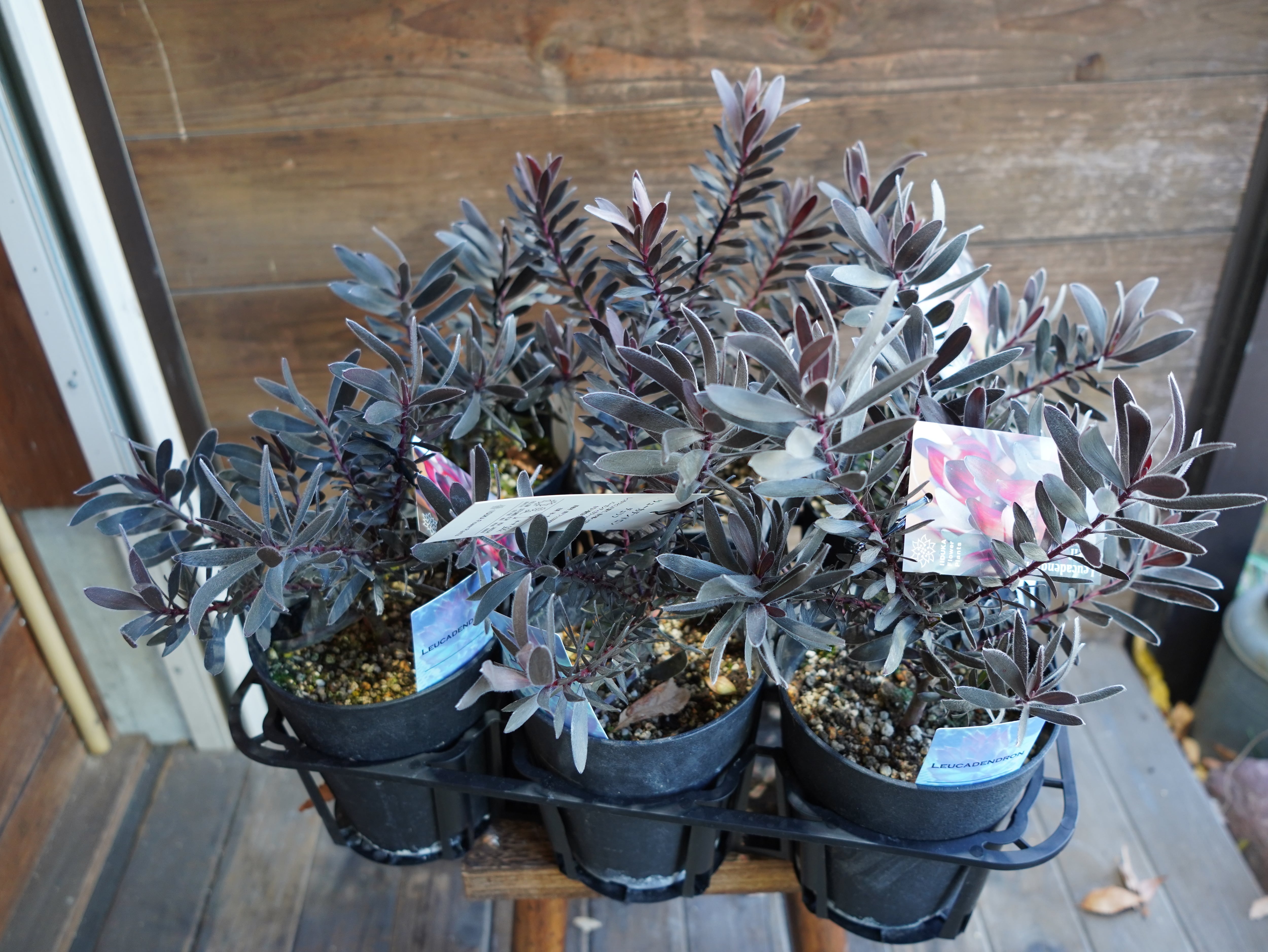 リューカデンドロン　”デュリフ”