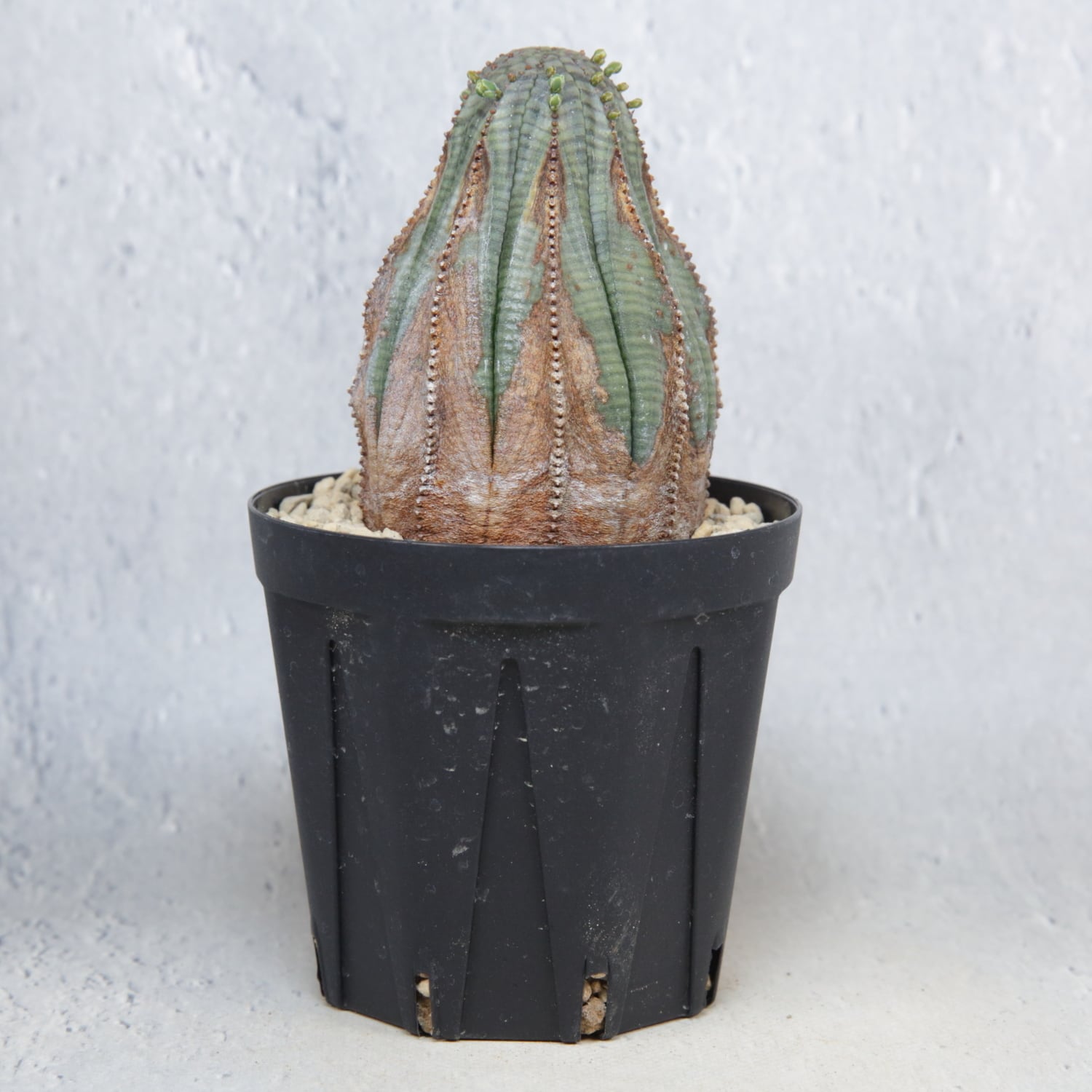 木質化 美模様 マウンテン オベサ / ユーフォルビア | LIGHTHOUSE