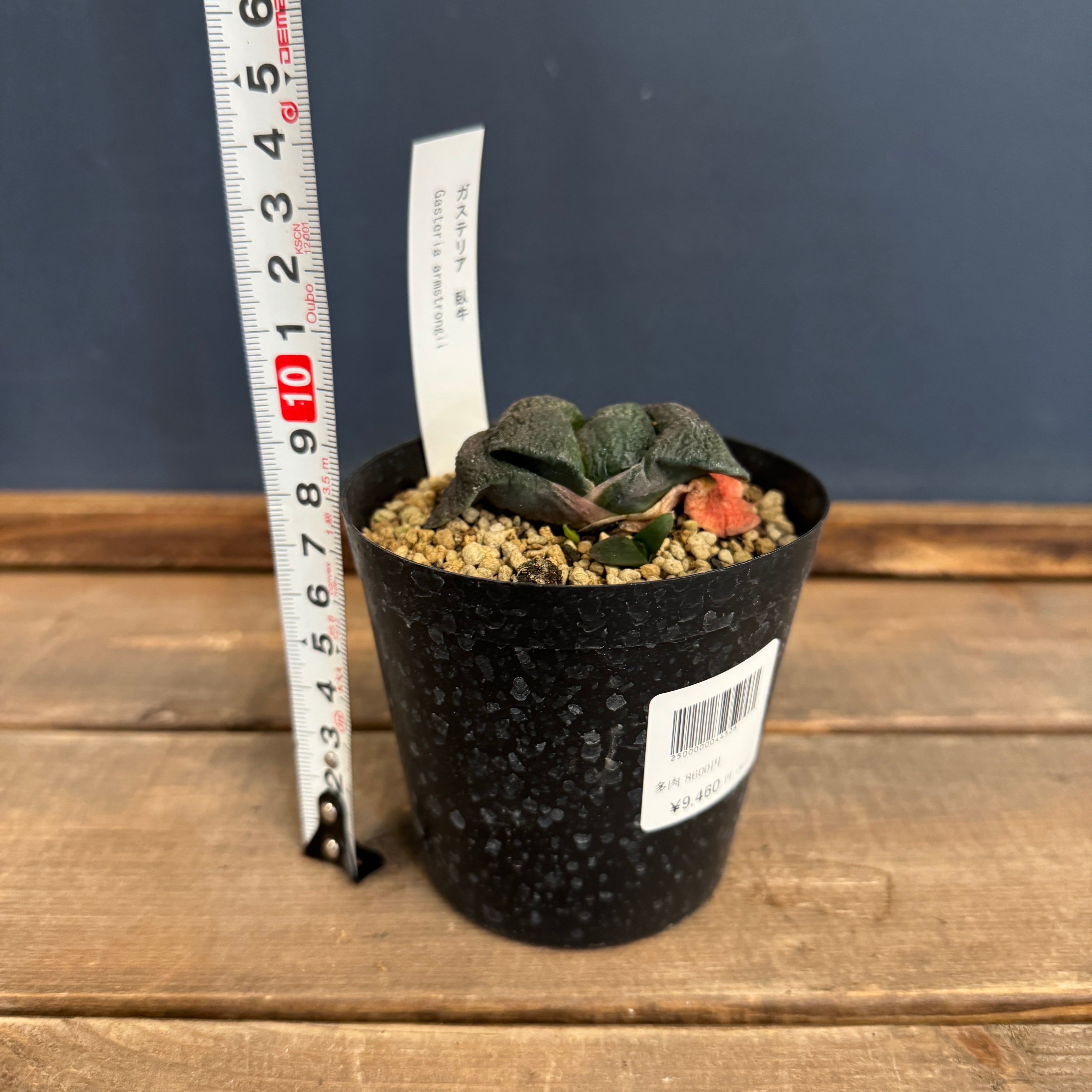 ガステリア 臥牛【255】 | PROTOLEAF プロトリーフ