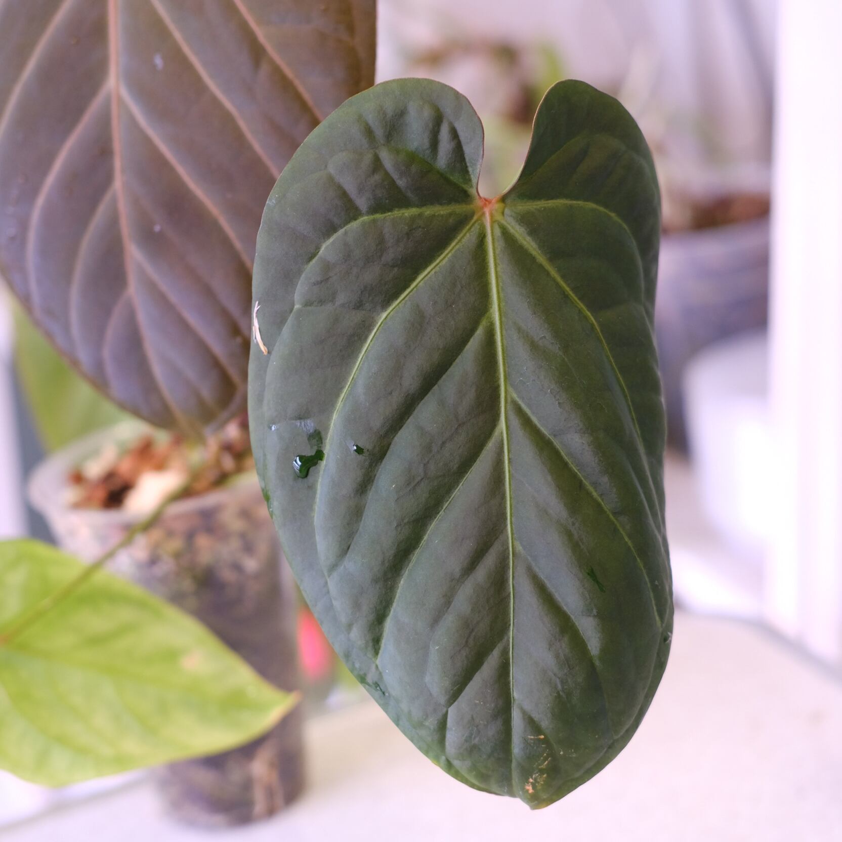 Anthurium kunayalensis × Anthurium Zara 'Michelle'｜アンスリウム