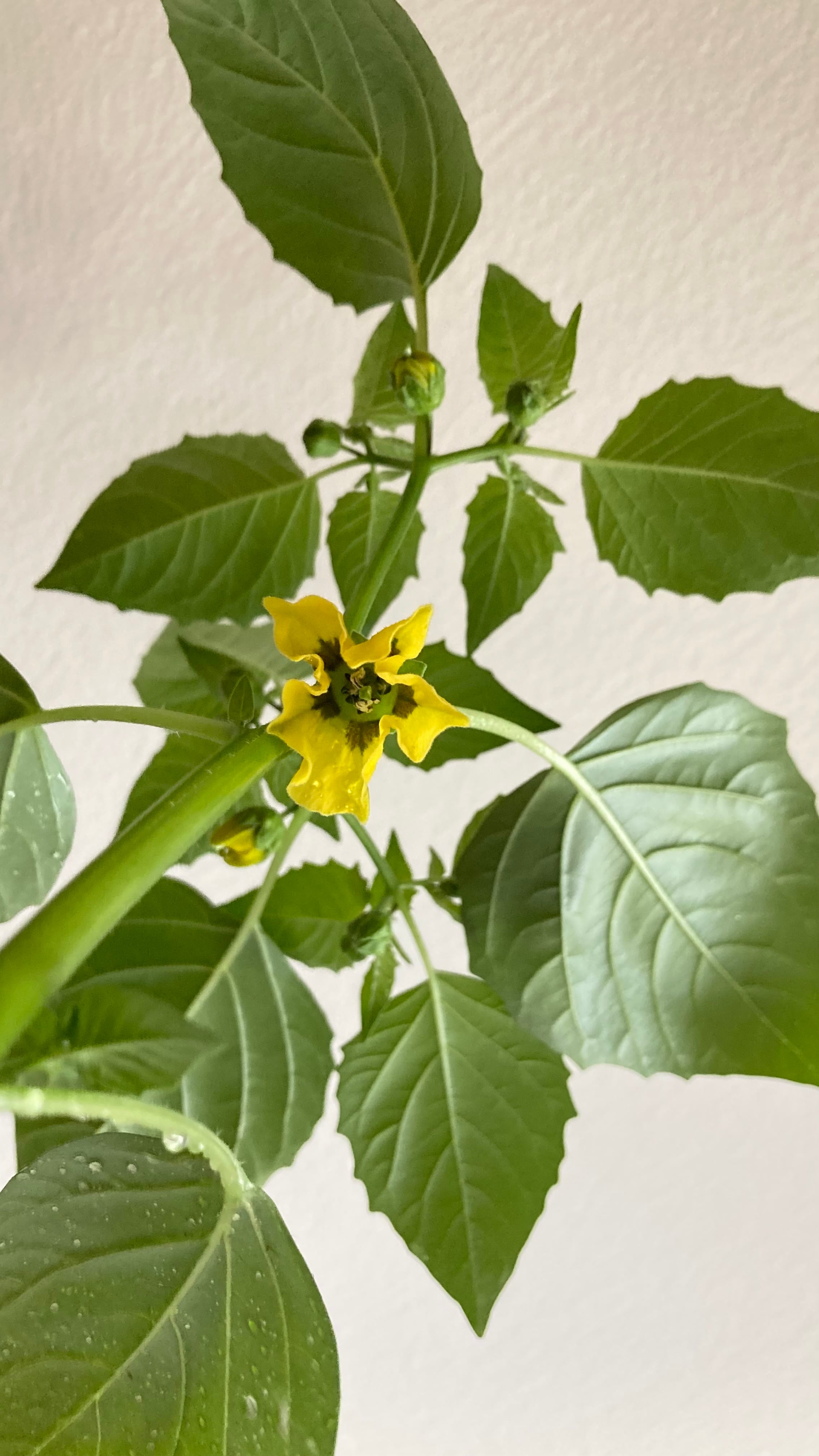 今期販売終了※トマティロ［TOMATILLOS］トマティーヨの苗【固定種