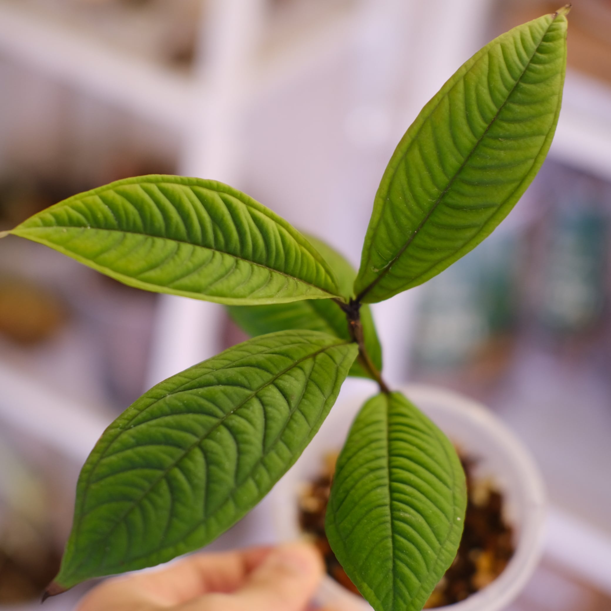 Q018 激レア種！Syzygium jiewhoei シジギウム イエウホエイ Syzygium jiewhoei Sp Papua