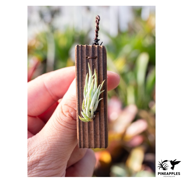 Tillandsia kirschneki iHR431 【現品】