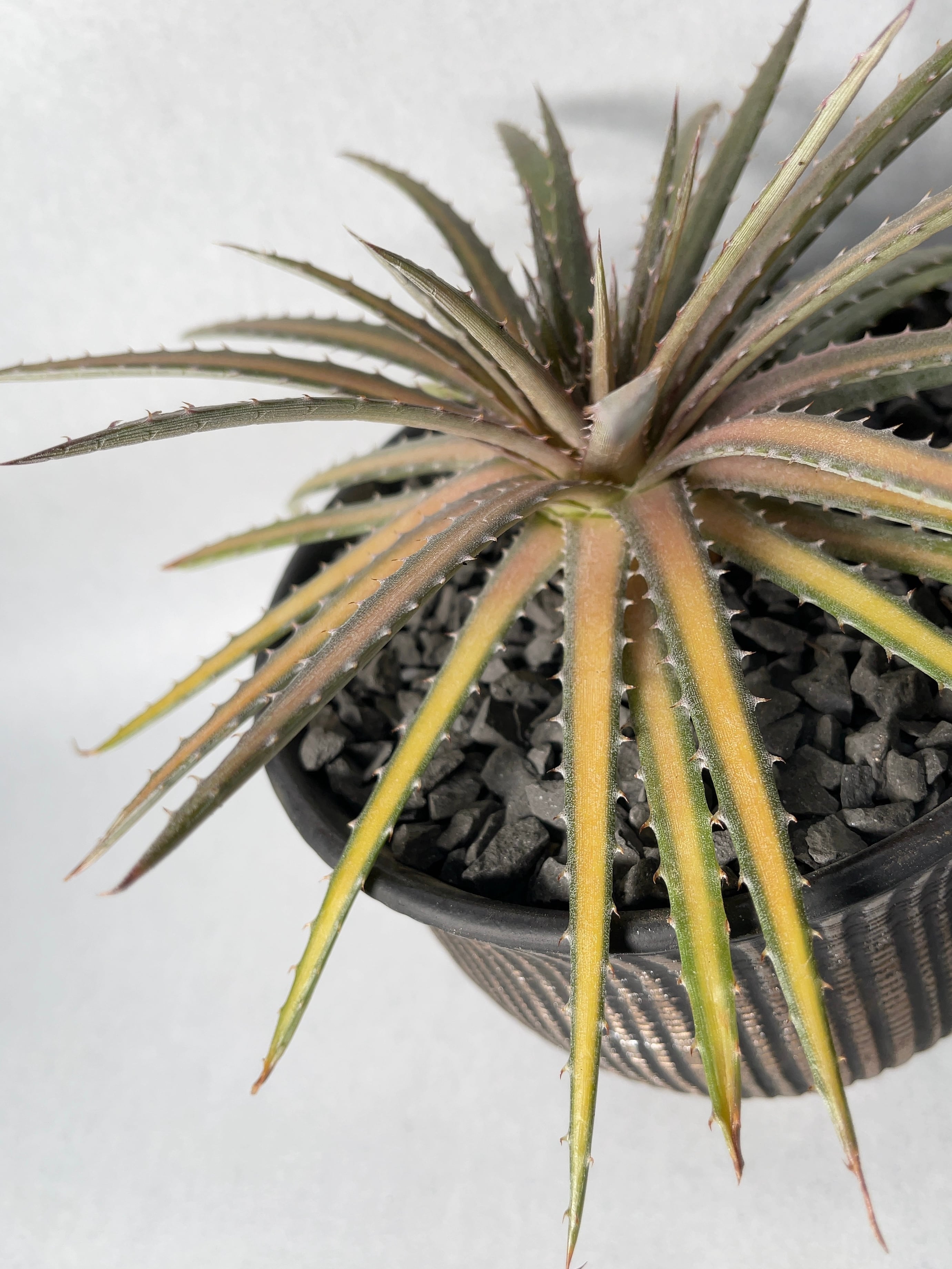 ディッキア　ダコタ Dyckia 'Dakota'(ディッキア ダコタ)成長記録① 冬の色味 | ~龍の巣窟~