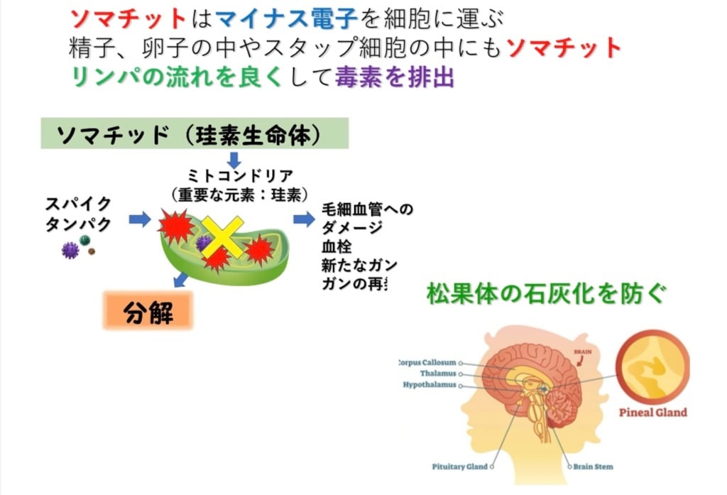 Somachi（ソマチッド含有） | aquantum
